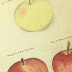 Fruits & Vegetables: Plate No. 09