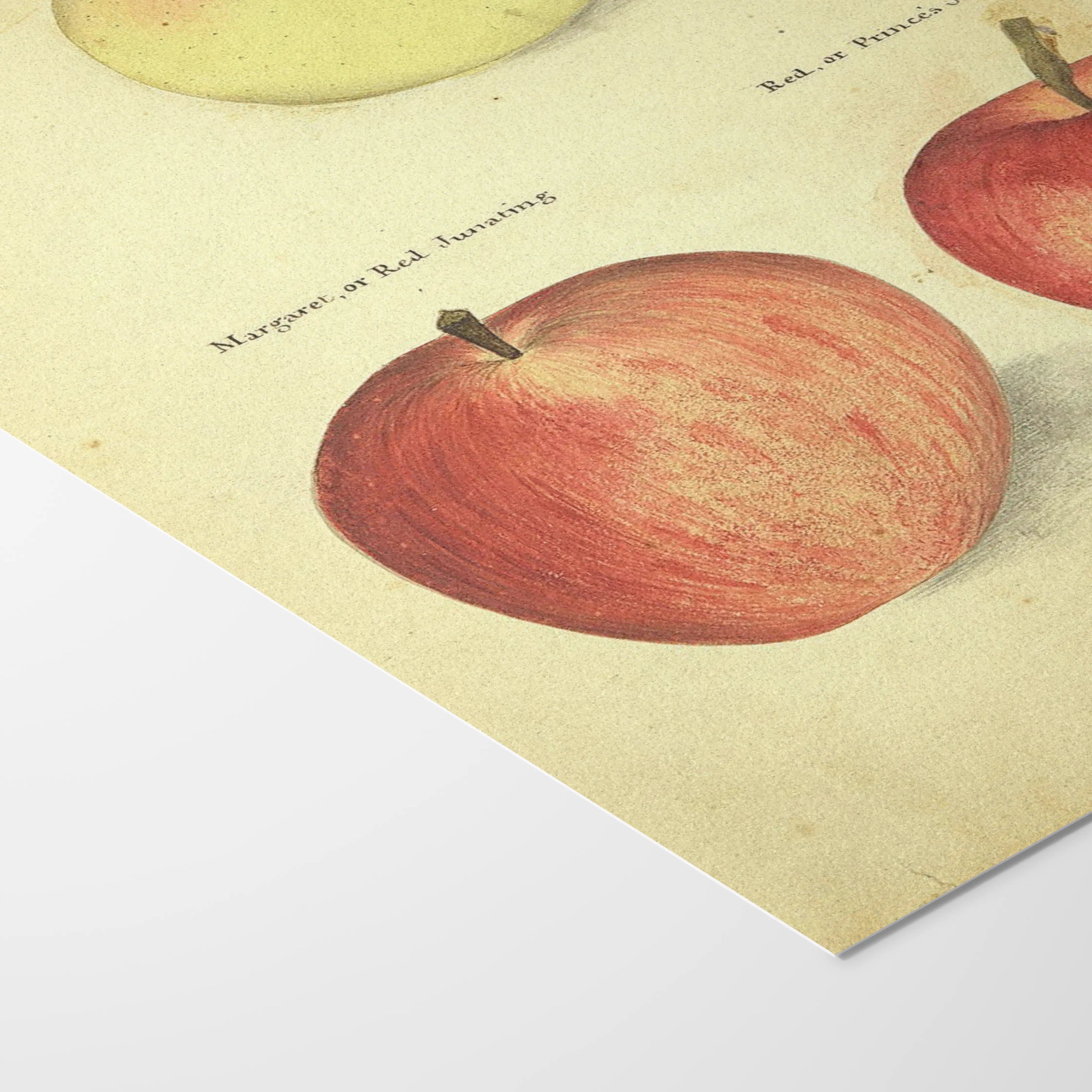 Fruits & Vegetables: Plate No. 09