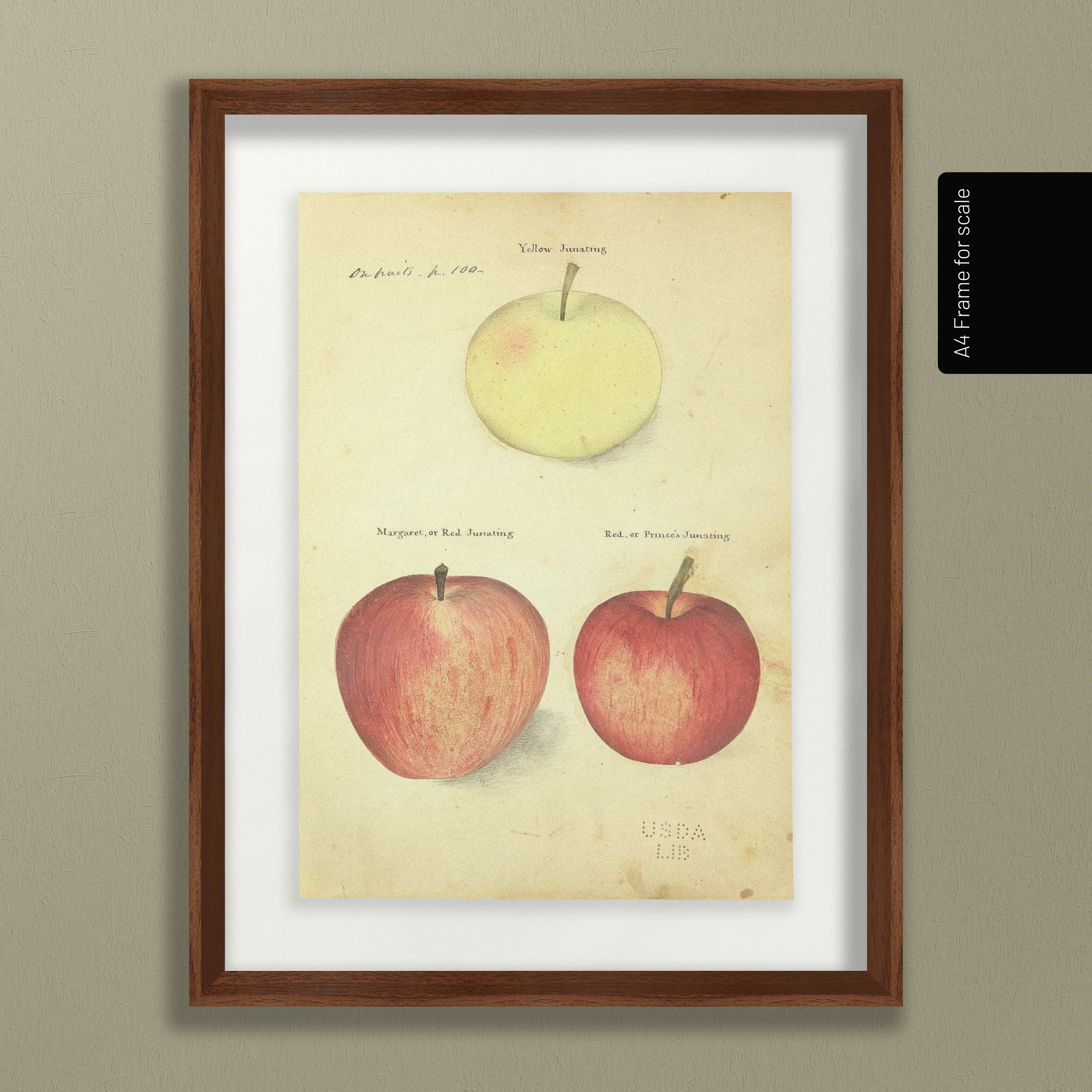 Fruits & Vegetables: Plate No. 09