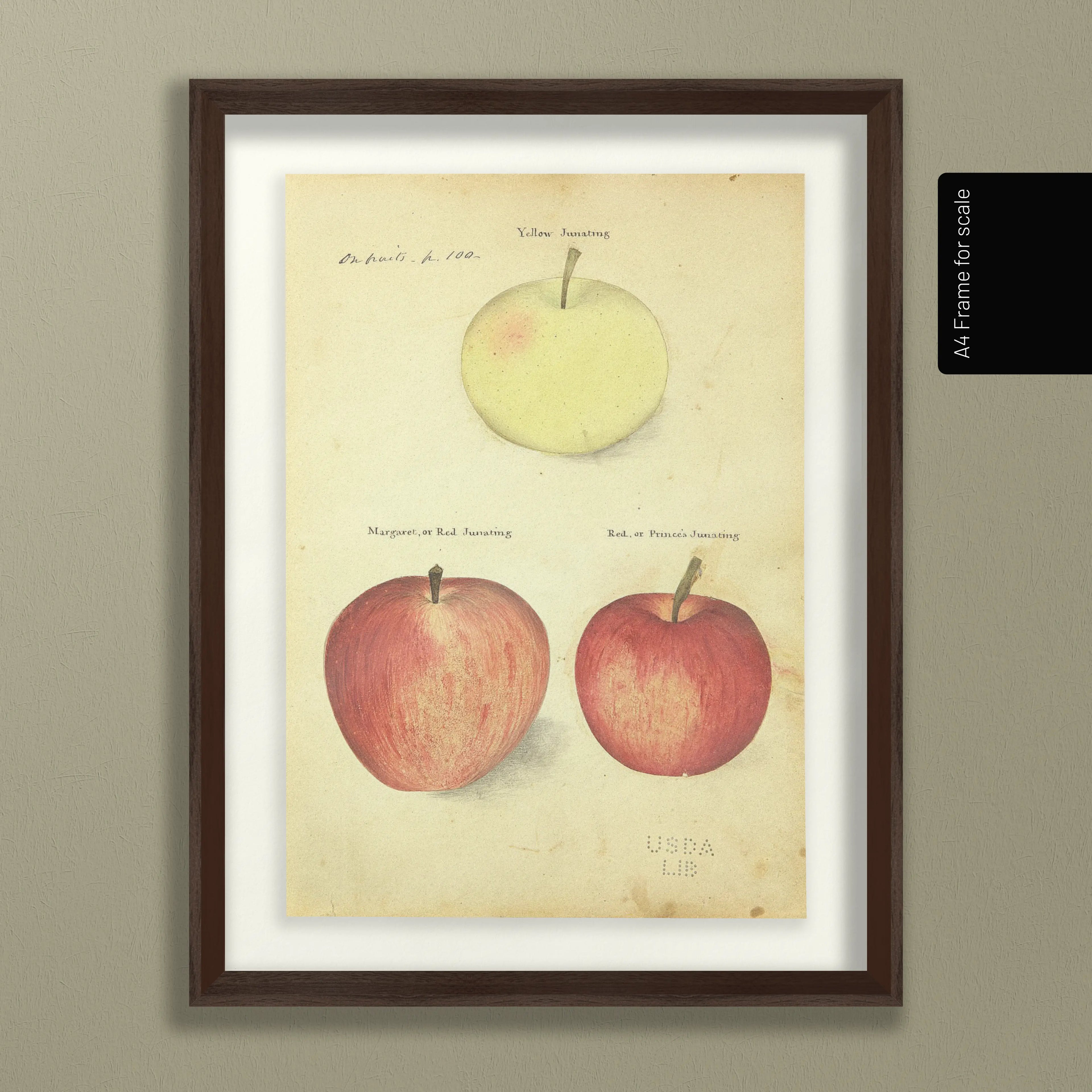 Fruits & Vegetables: Plate No. 09