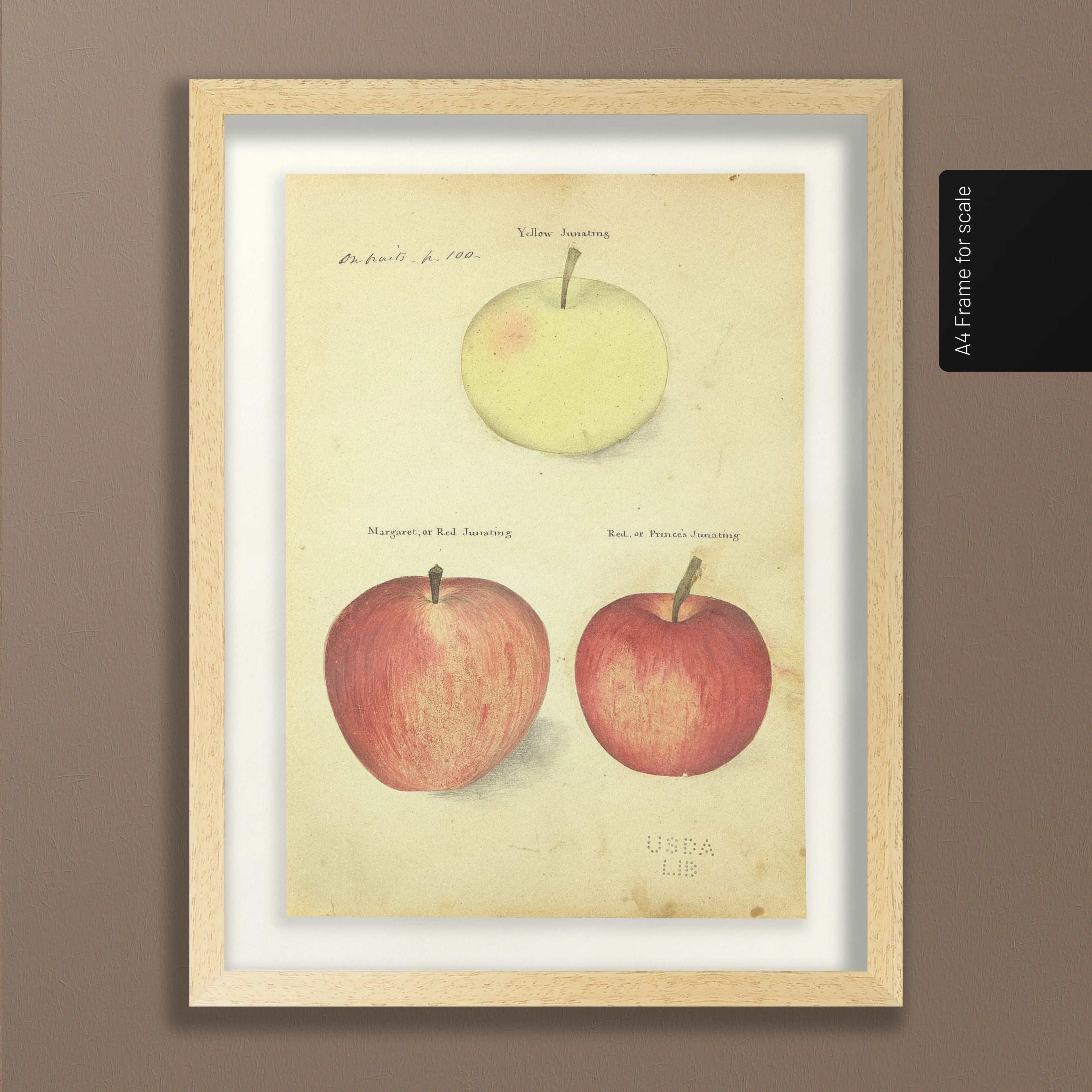 Fruits & Vegetables: Plate No. 09