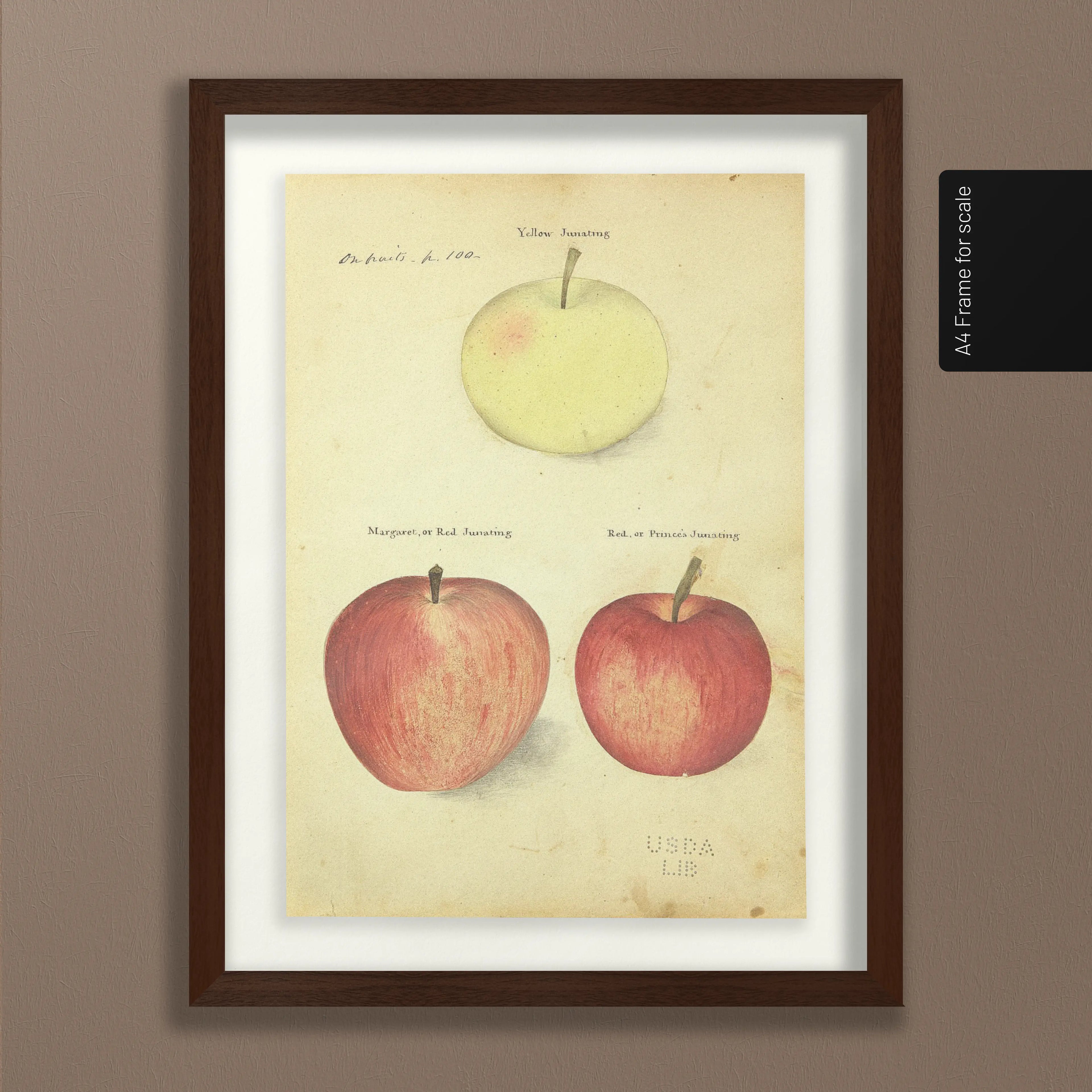 Fruits & Vegetables: Plate No. 09