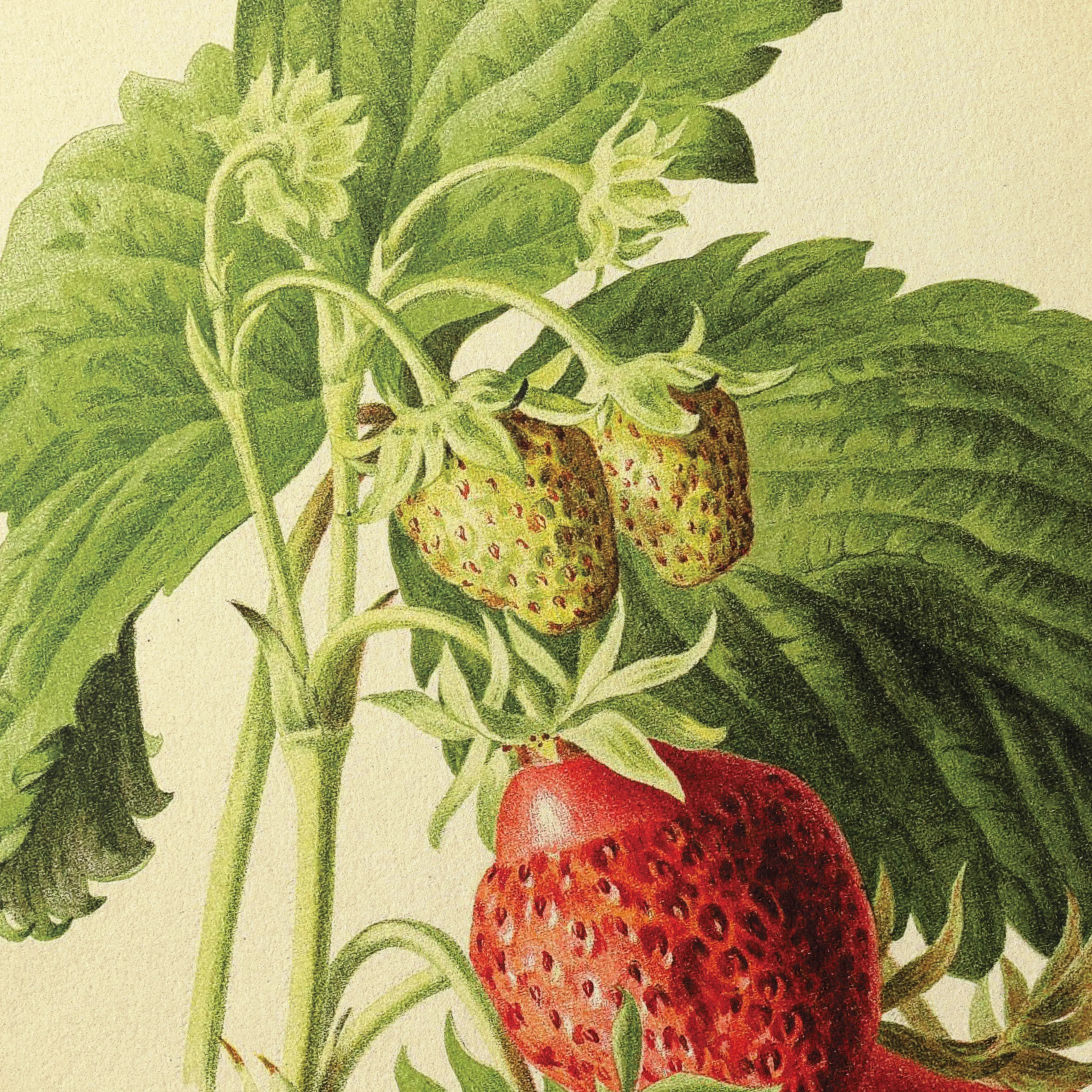 Fruits & Vegetables: Plate No. 10