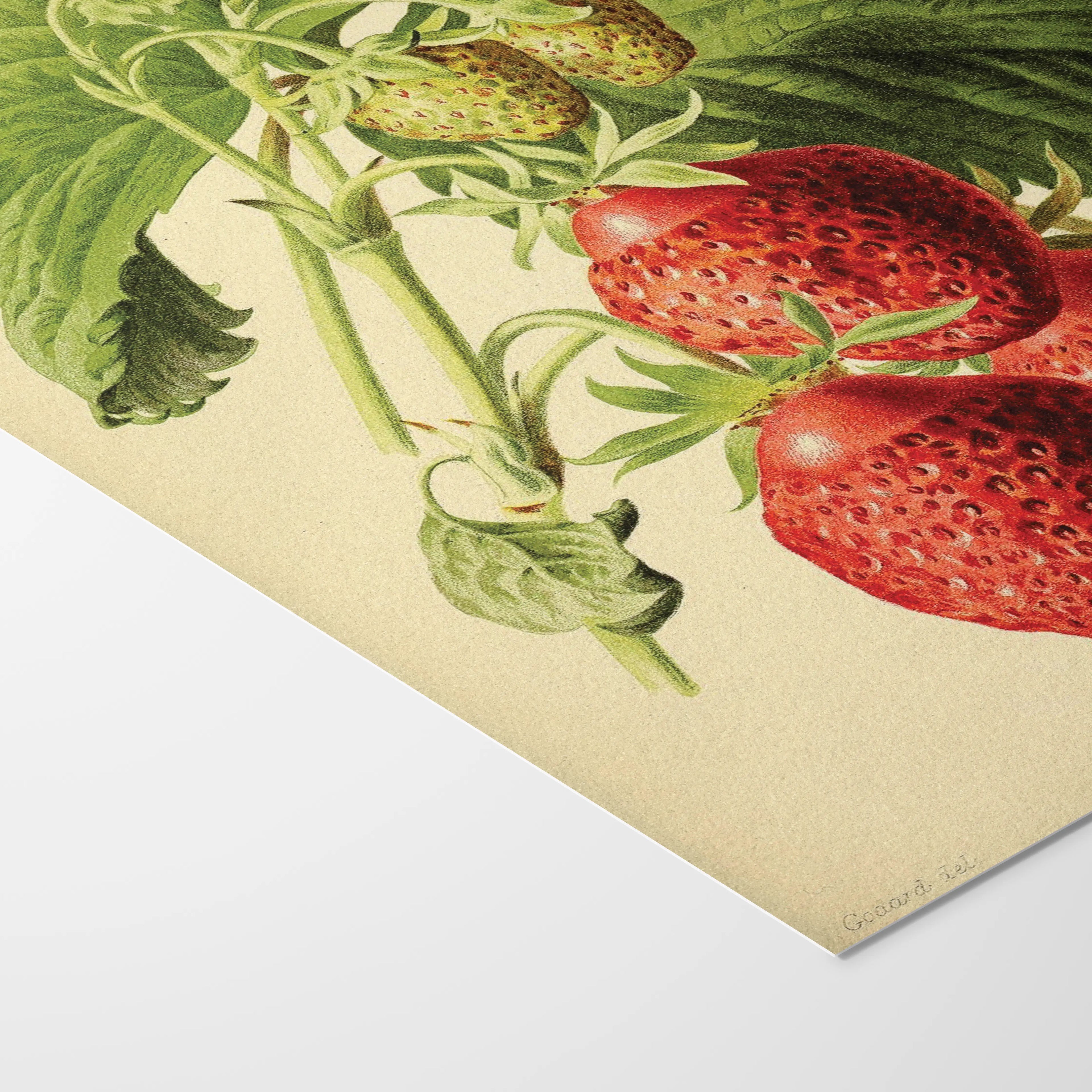 Fruits & Vegetables: Plate No. 10