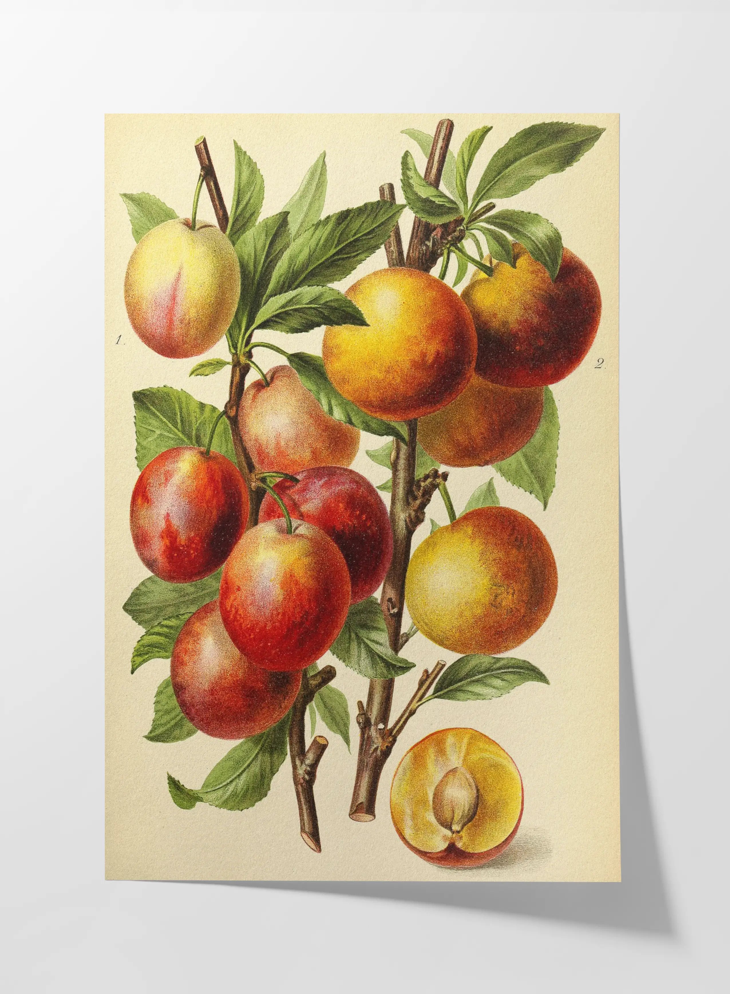 Fruits & Vegetables: Plate No. 11