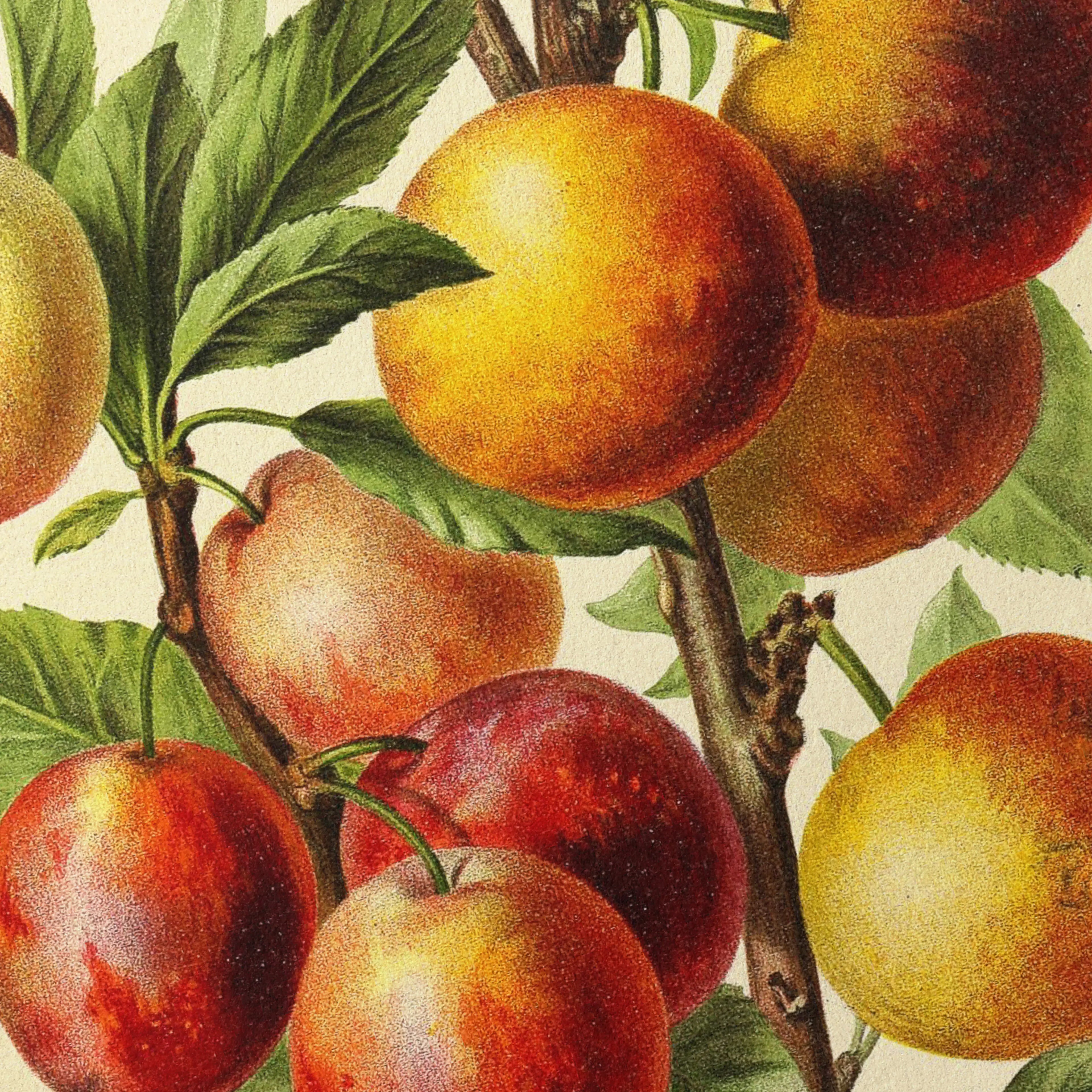 Fruits & Vegetables: Plate No. 11