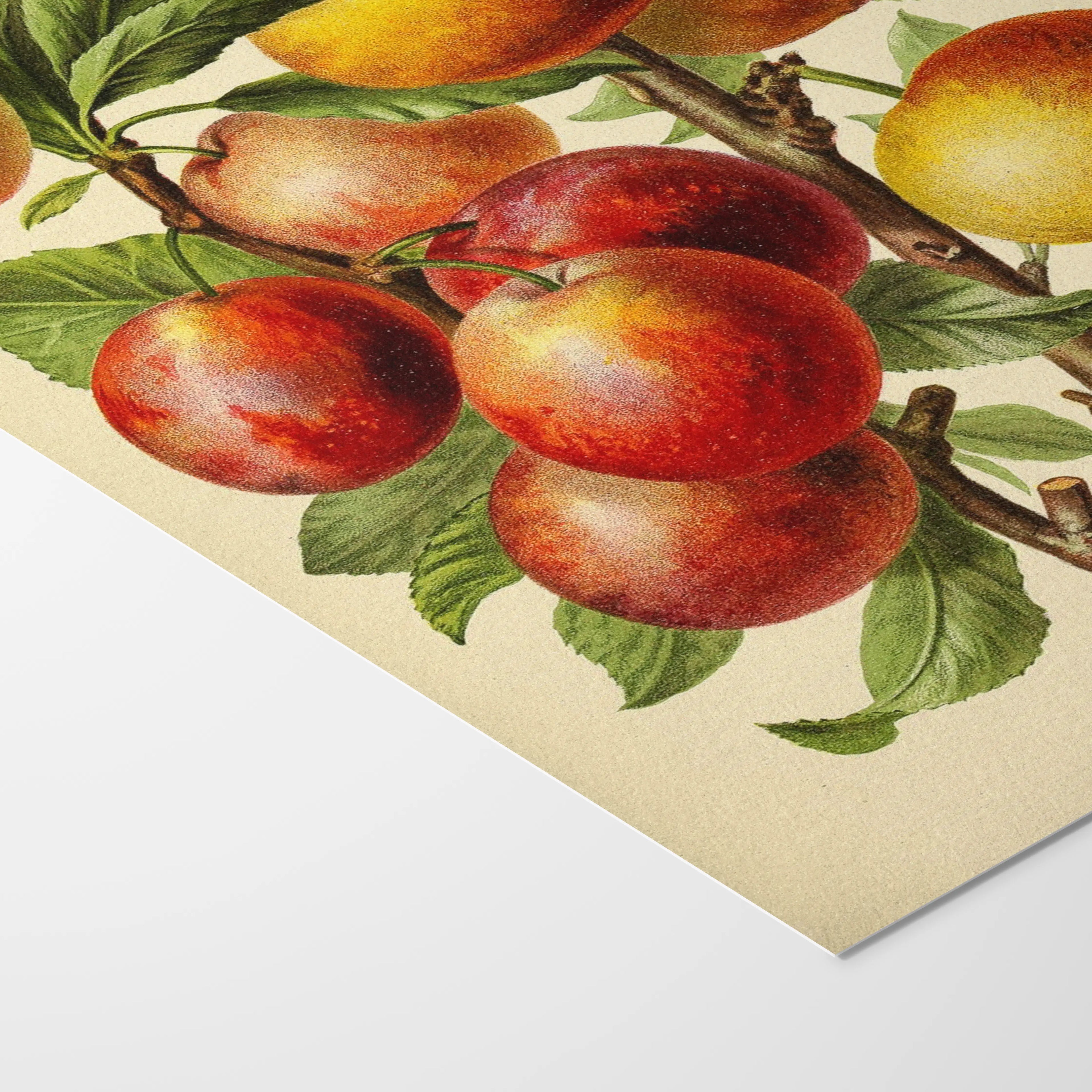 Fruits & Vegetables: Plate No. 11