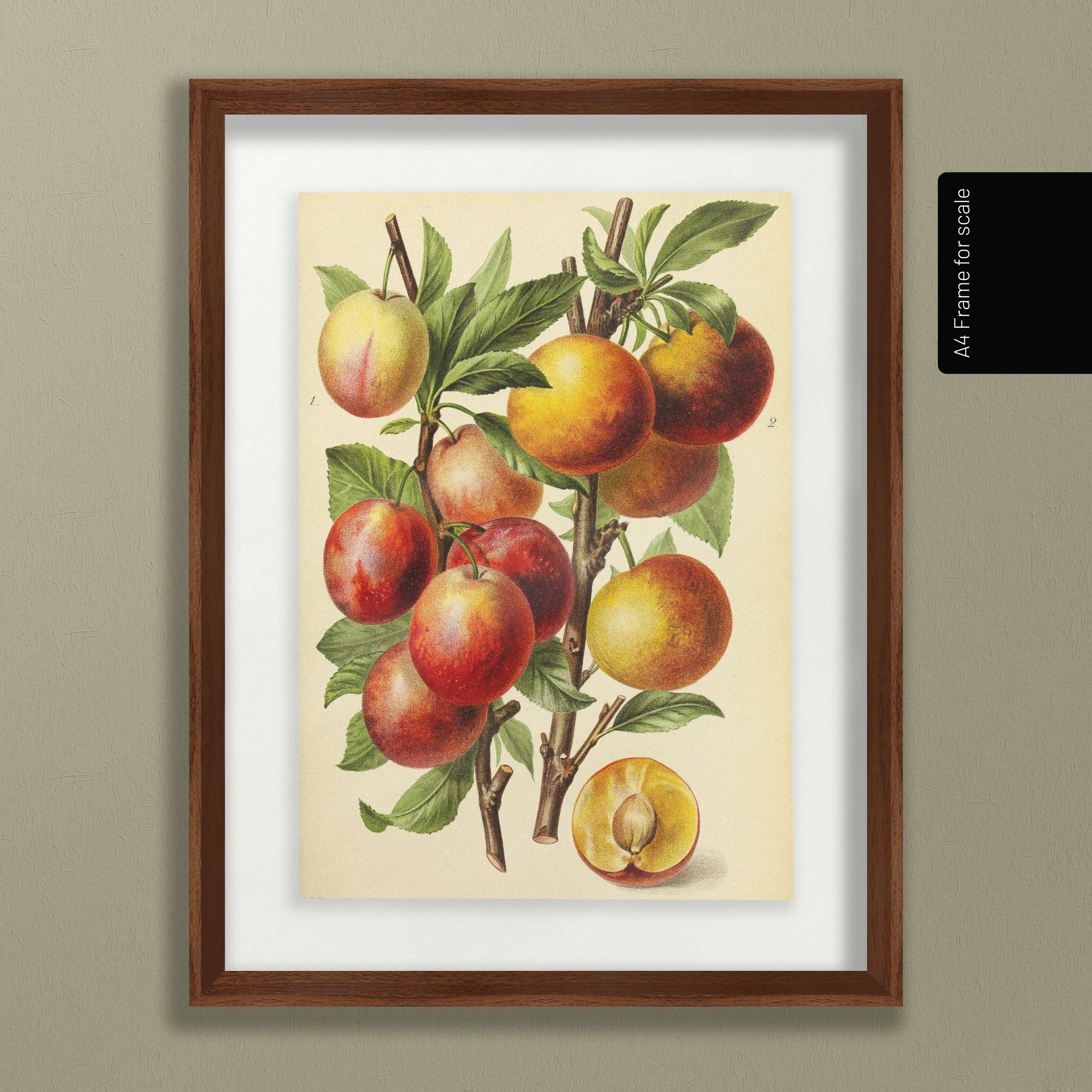 Fruits & Vegetables: Plate No. 11