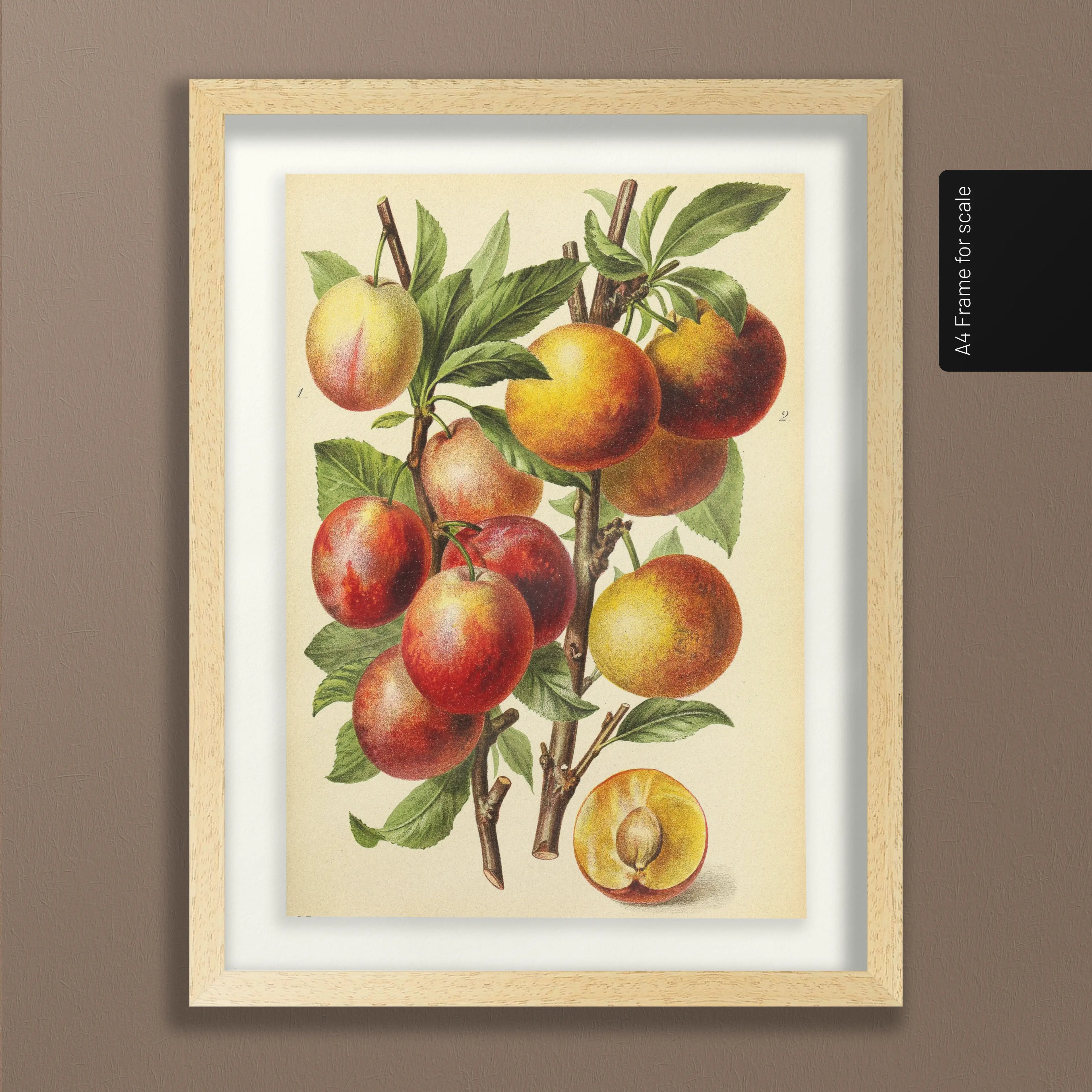 Fruits & Vegetables: Plate No. 11