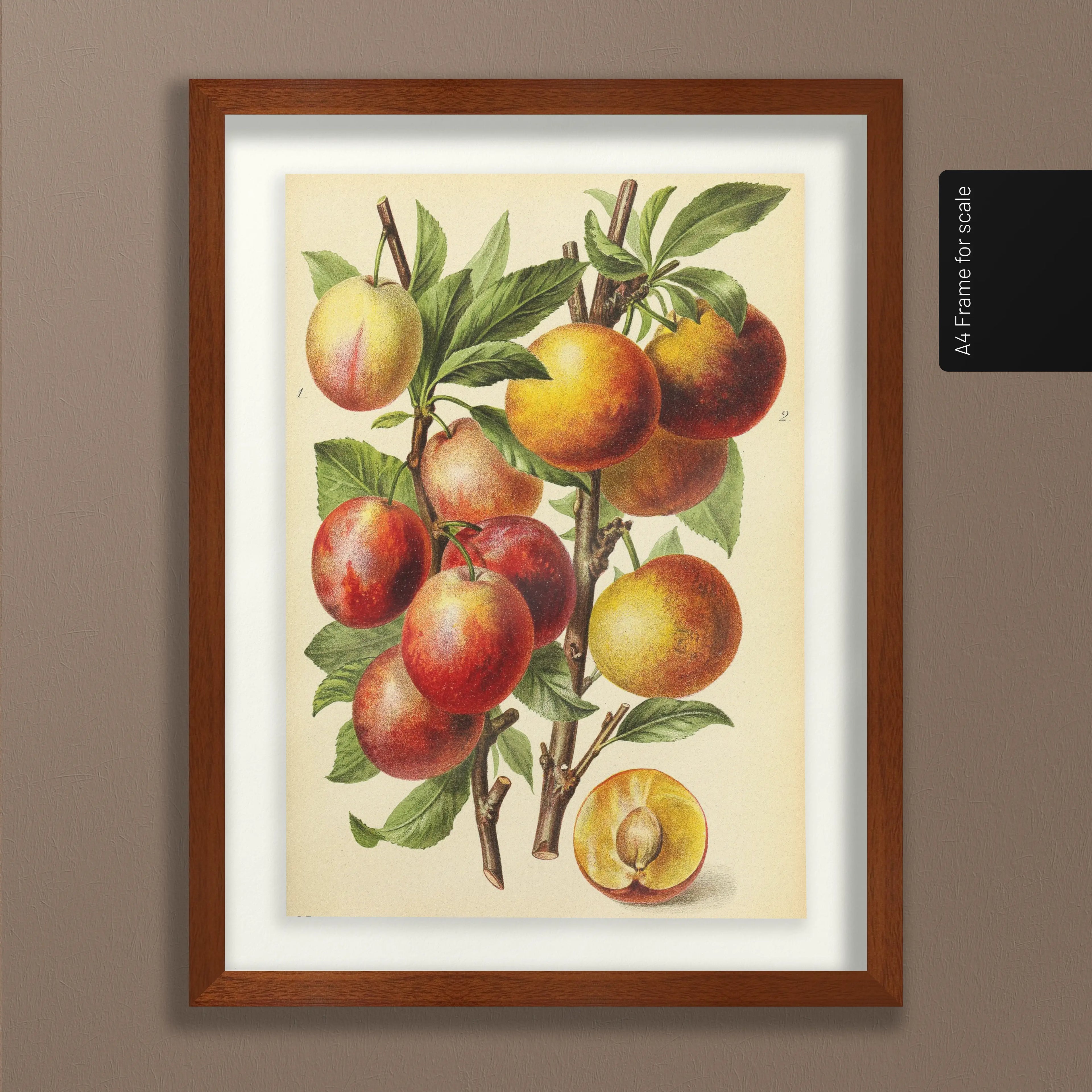 Fruits & Vegetables: Plate No. 11