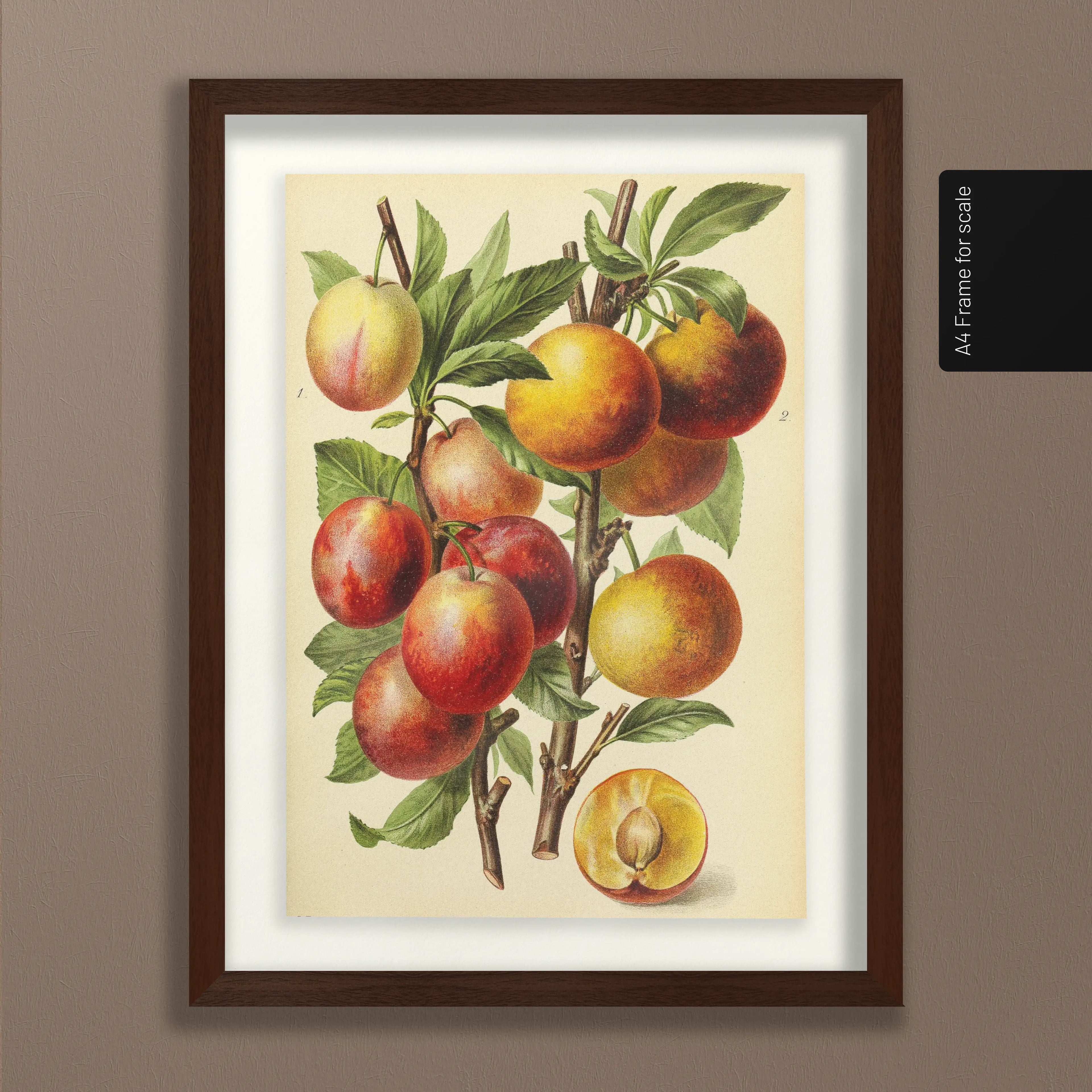 Fruits & Vegetables: Plate No. 11