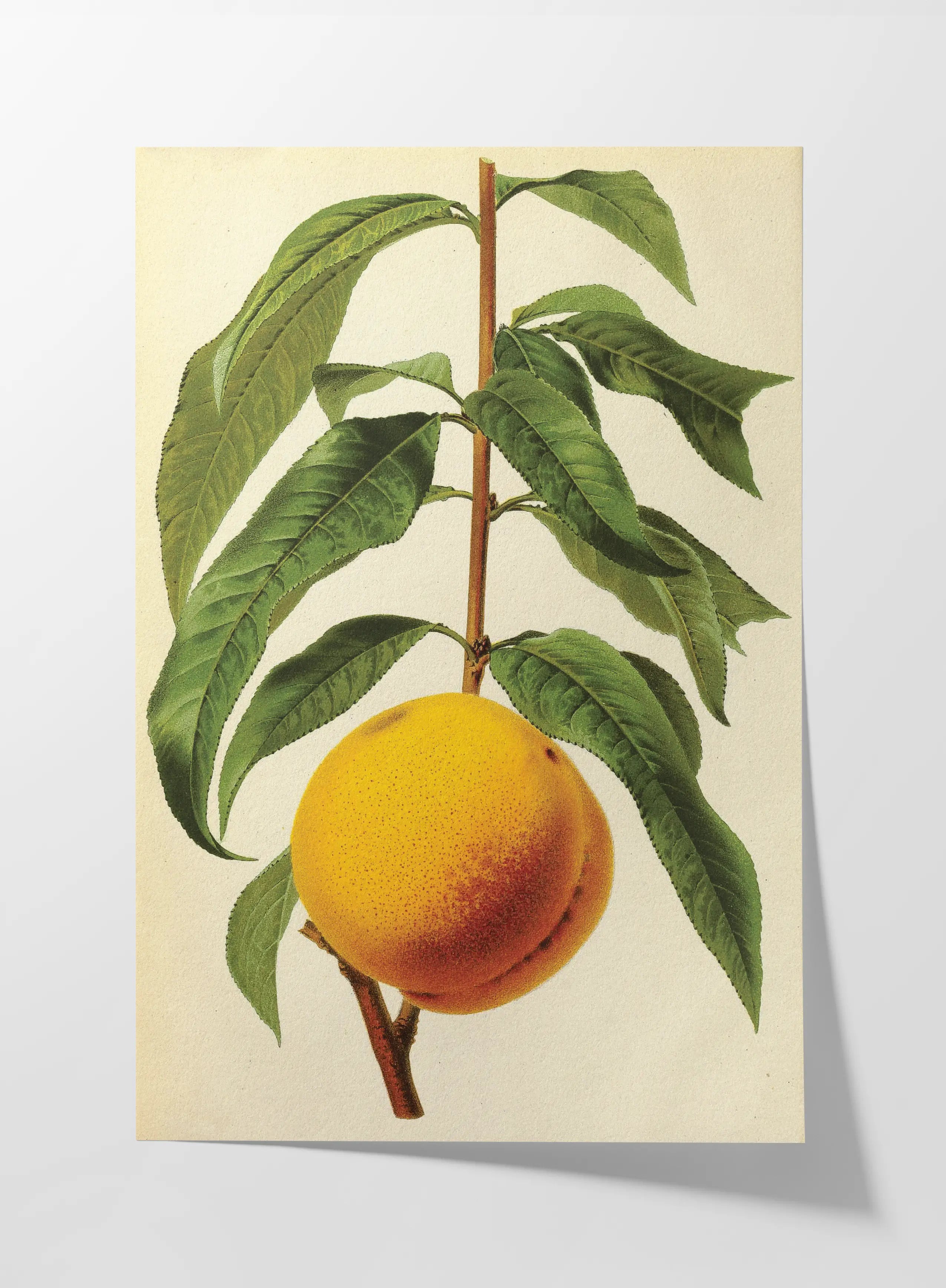 Fruits & Vegetables: Plate No. 13