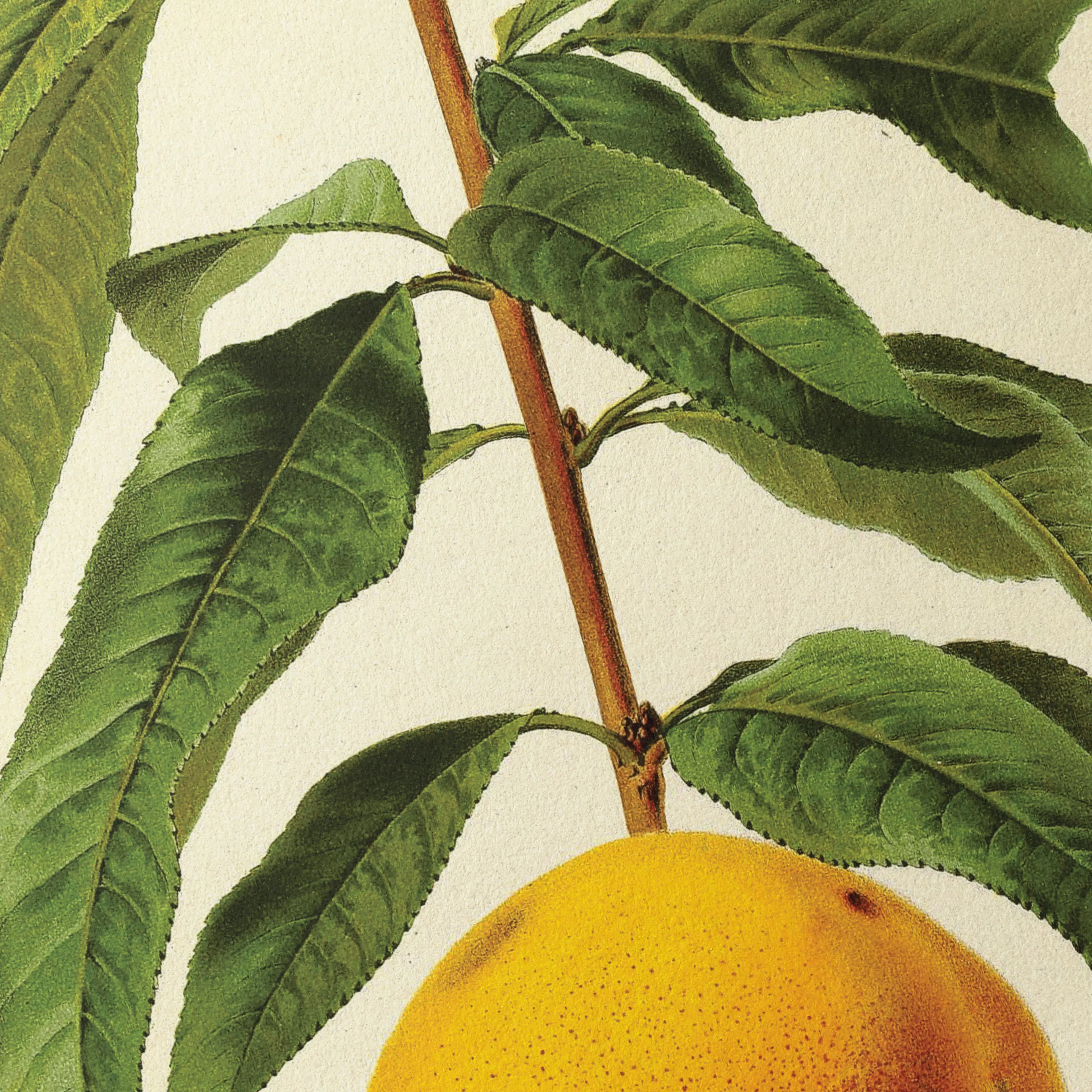 Fruits & Vegetables: Plate No. 13