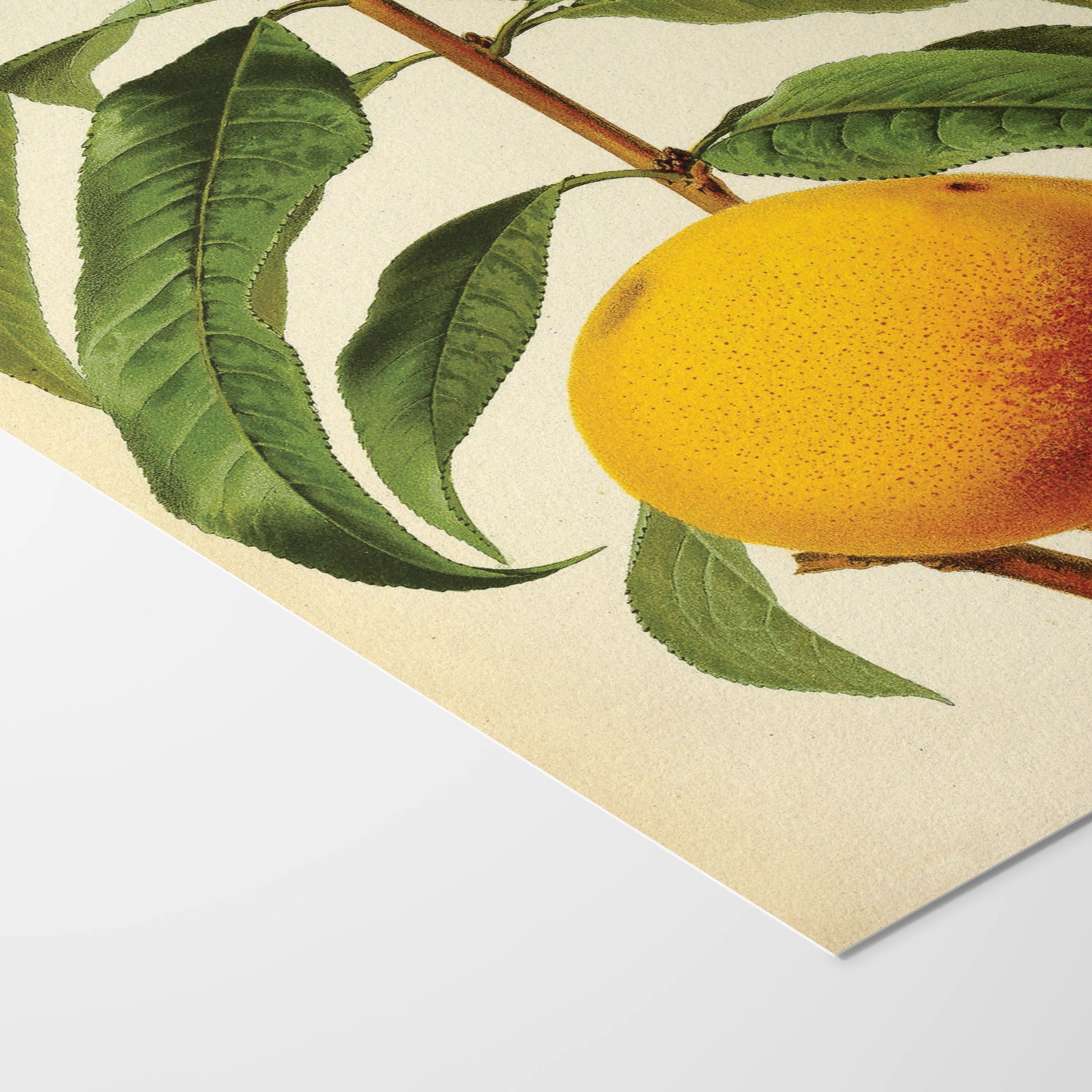 Fruits & Vegetables: Plate No. 13