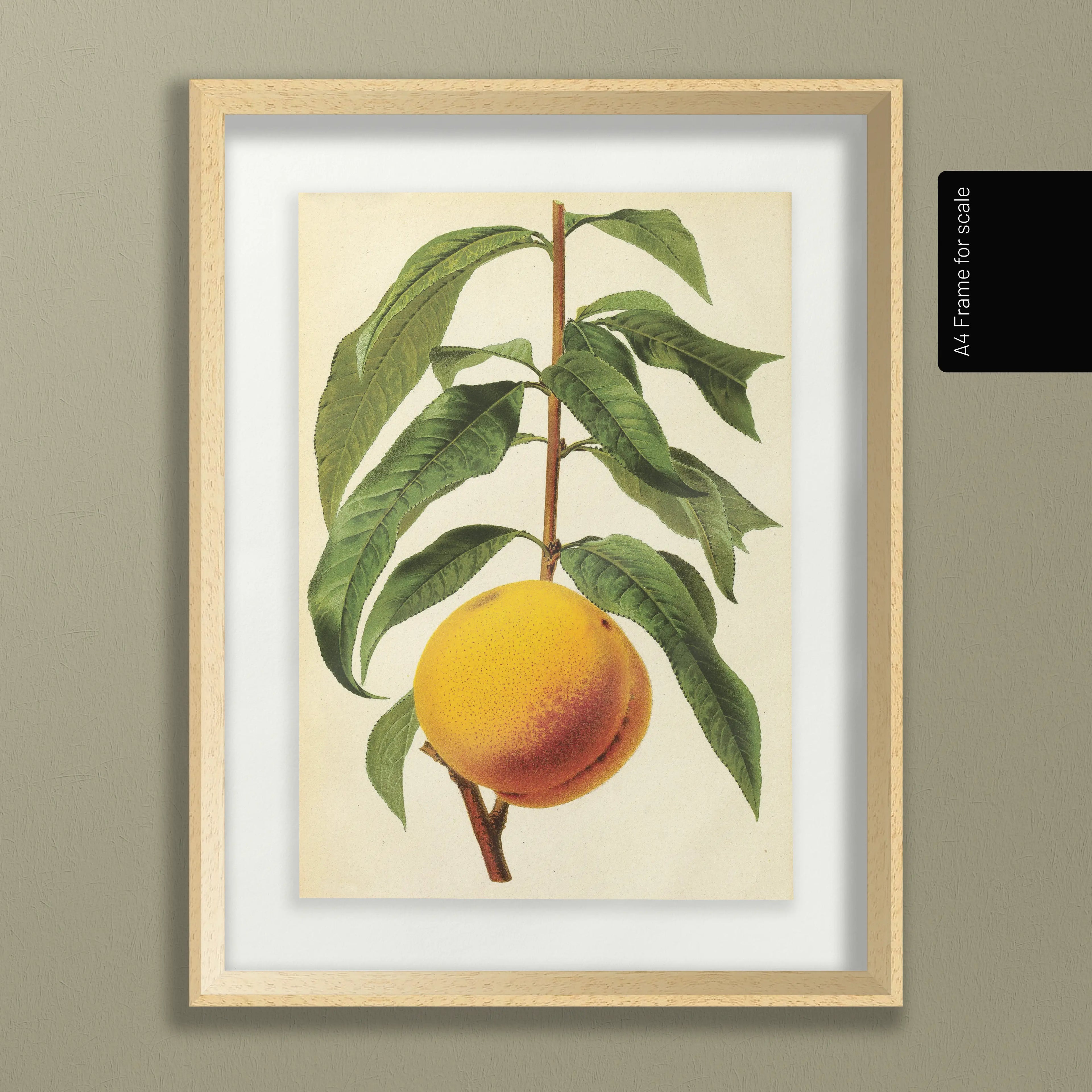 Fruits & Vegetables: Plate No. 13