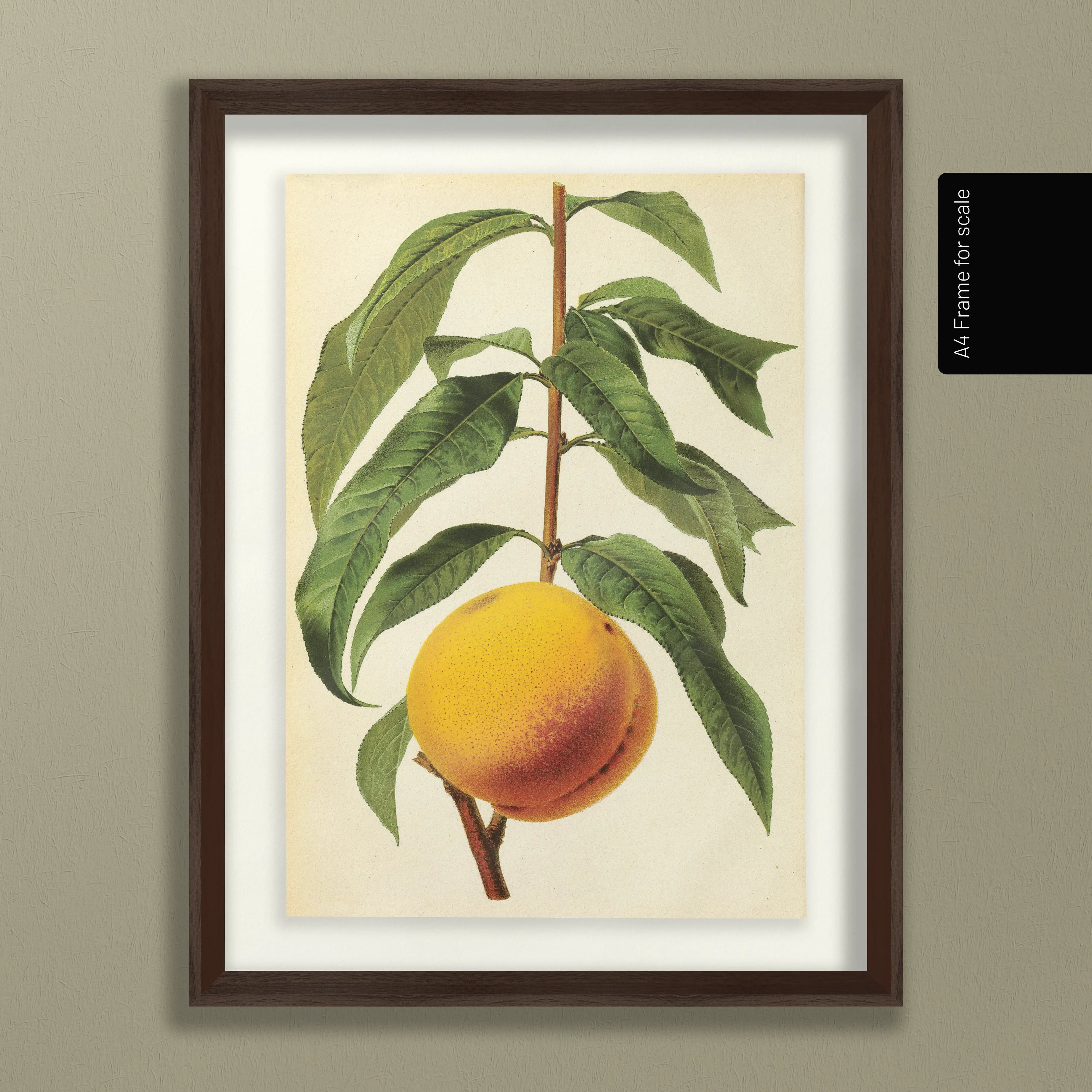 Fruits & Vegetables: Plate No. 13