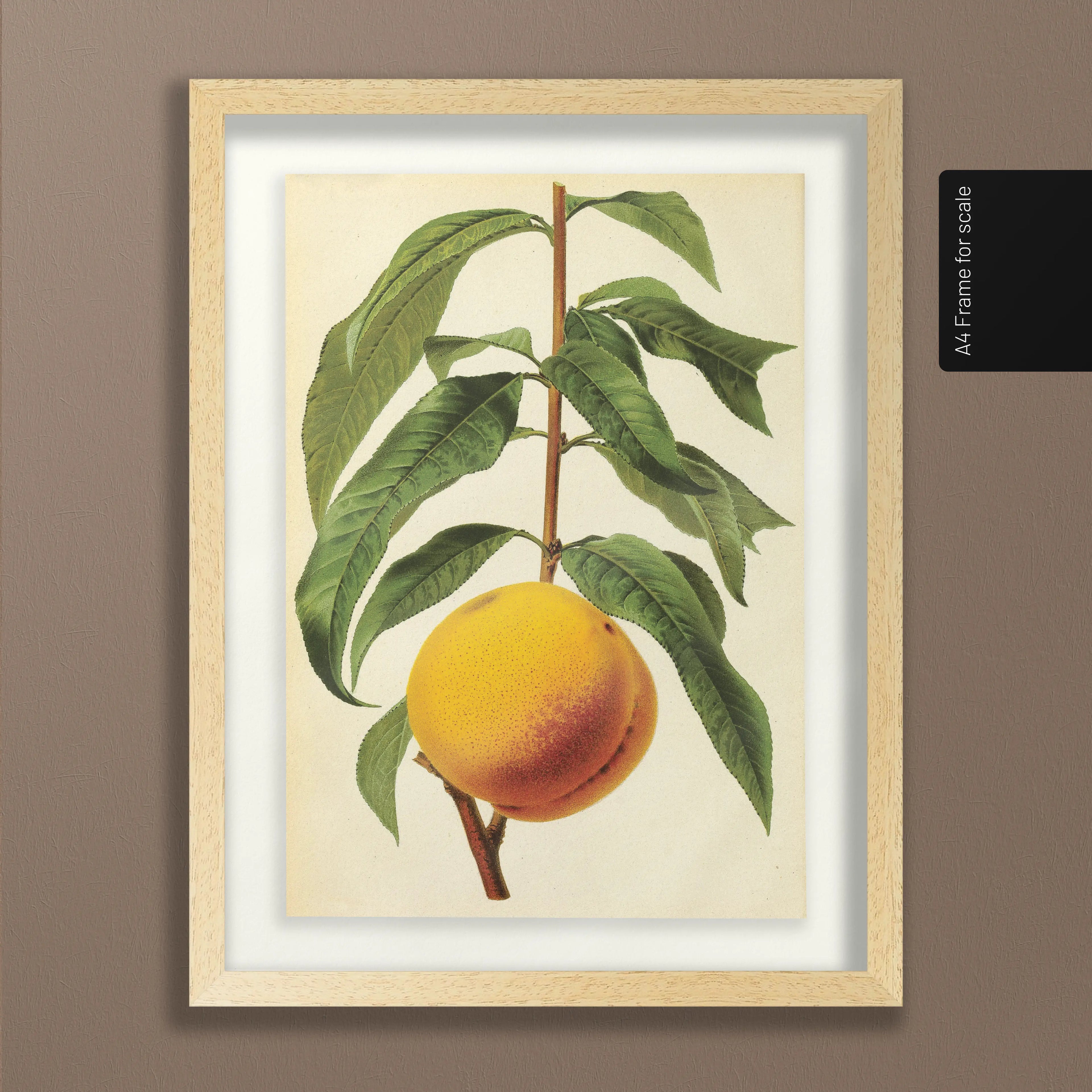 Fruits & Vegetables: Plate No. 13