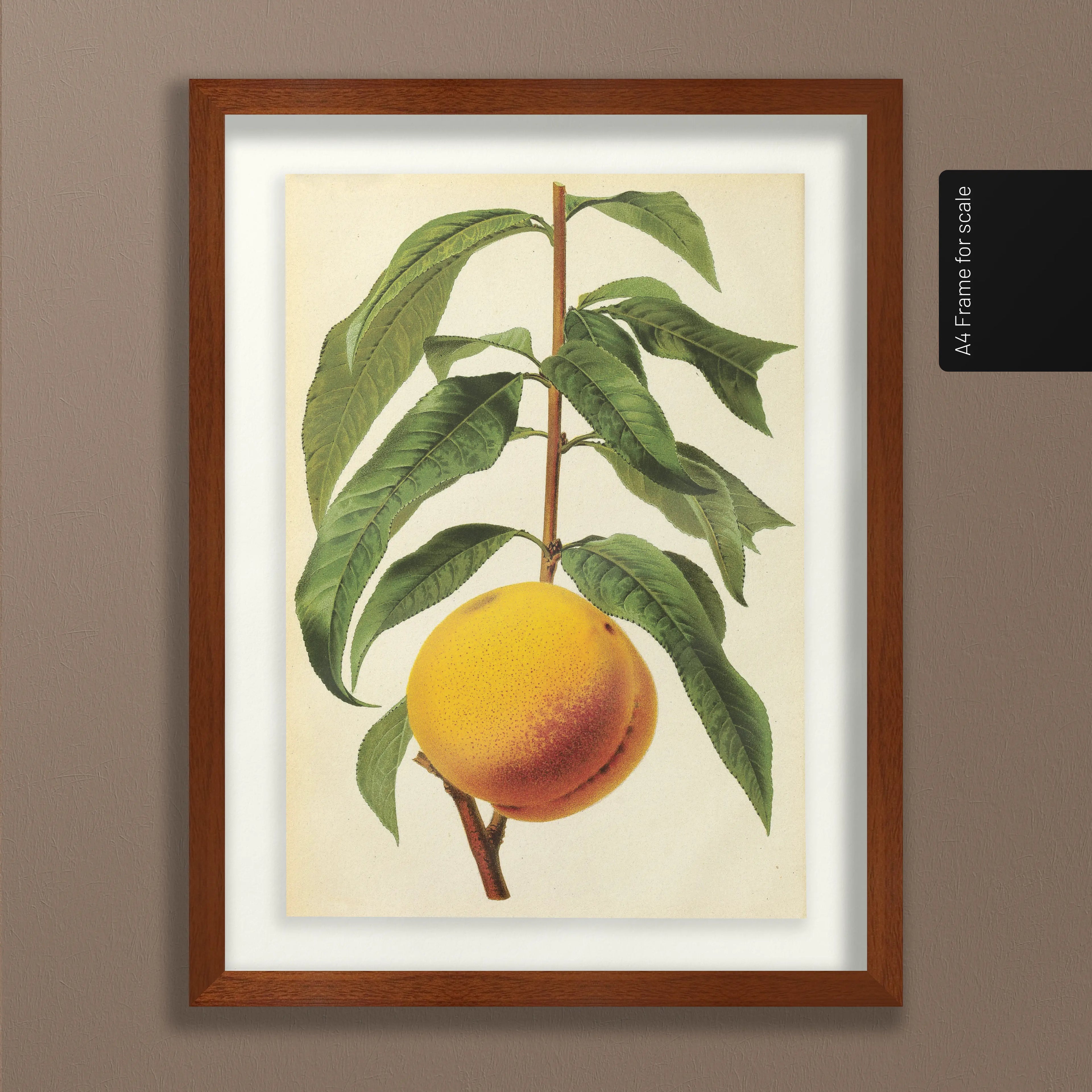 Fruits & Vegetables: Plate No. 13