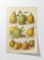 Fruits & Vegetables: Plate No. 14