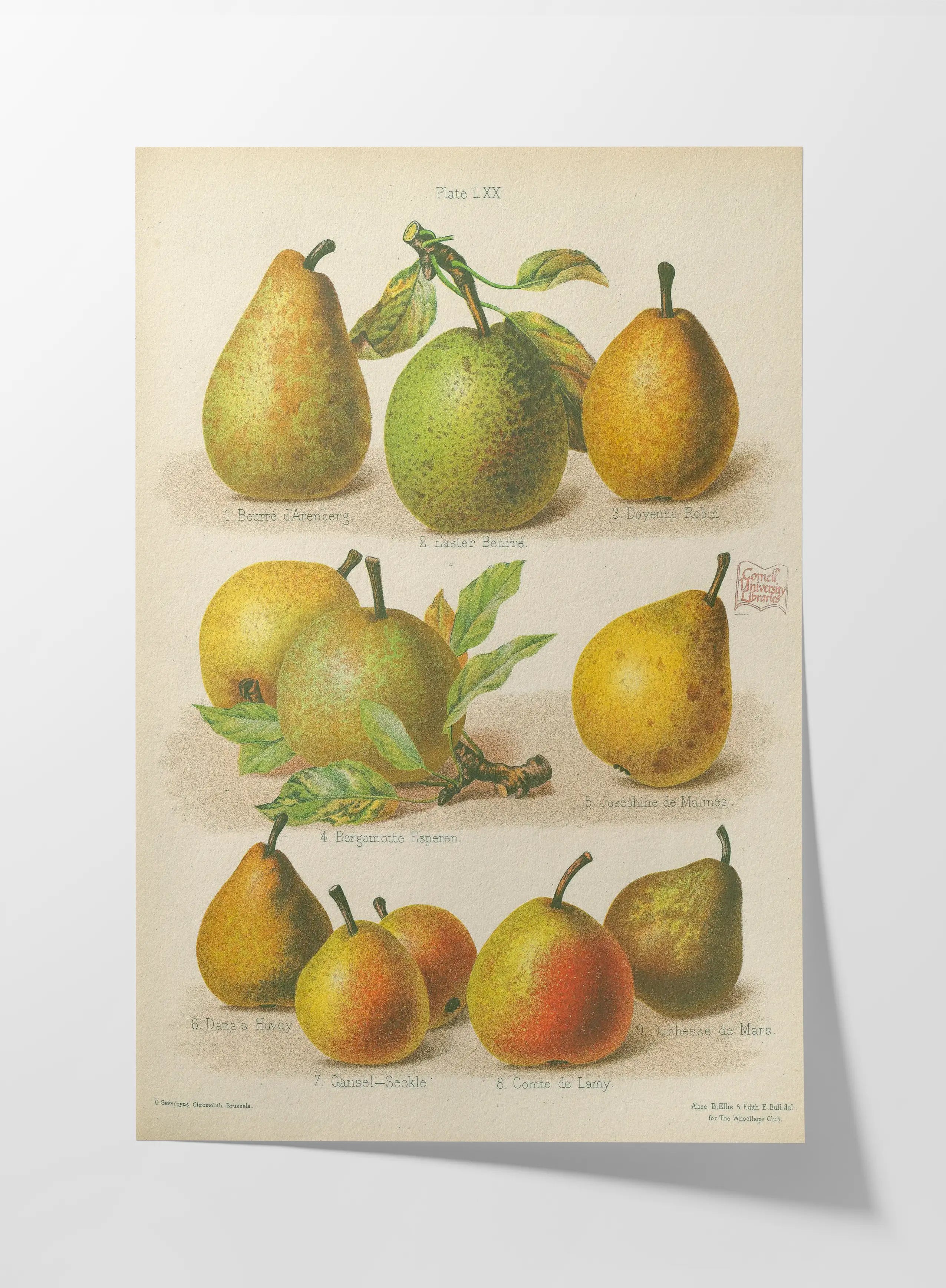 Fruits & Vegetables: Plate No. 14