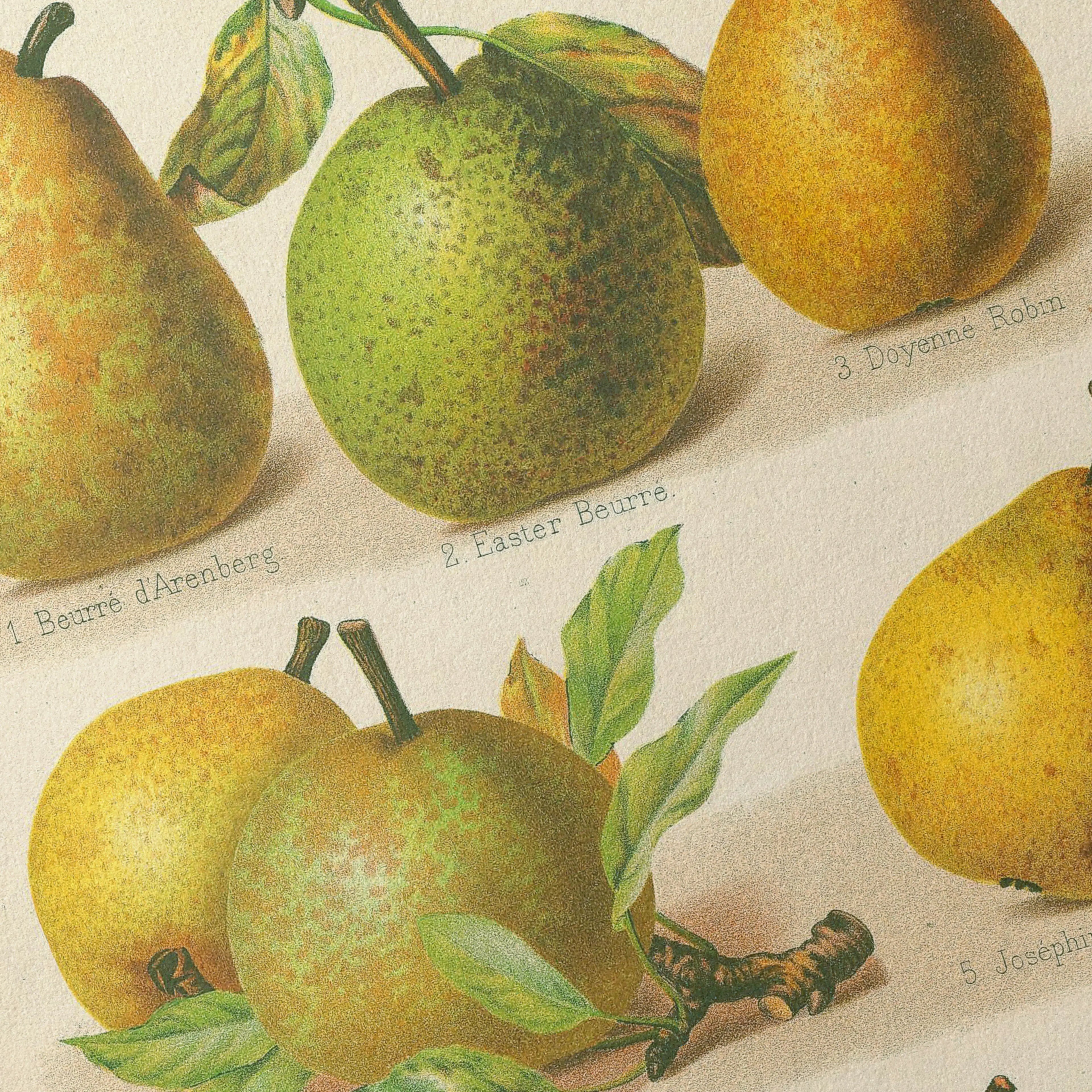 Fruits & Vegetables: Plate No. 14