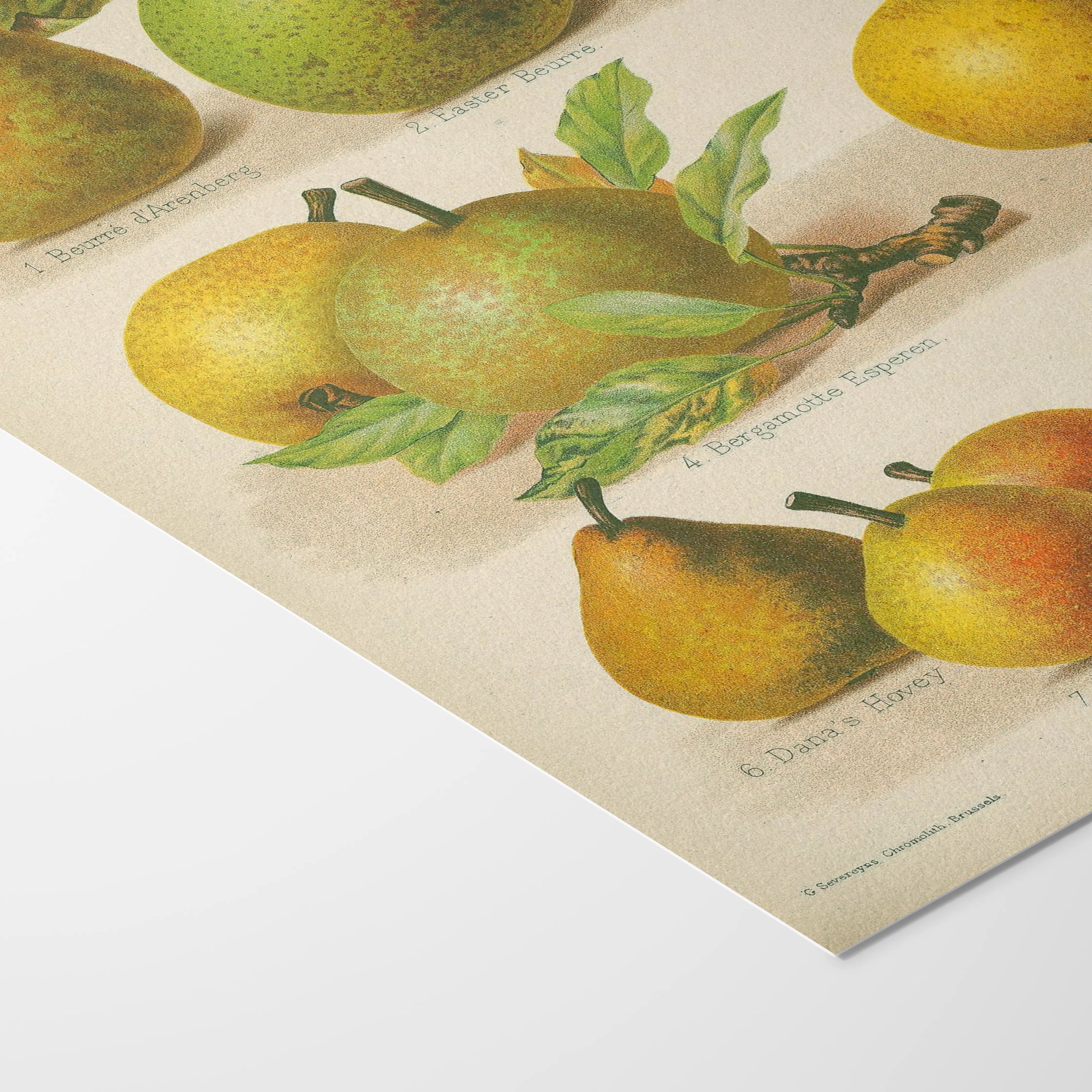 Fruits & Vegetables: Plate No. 14