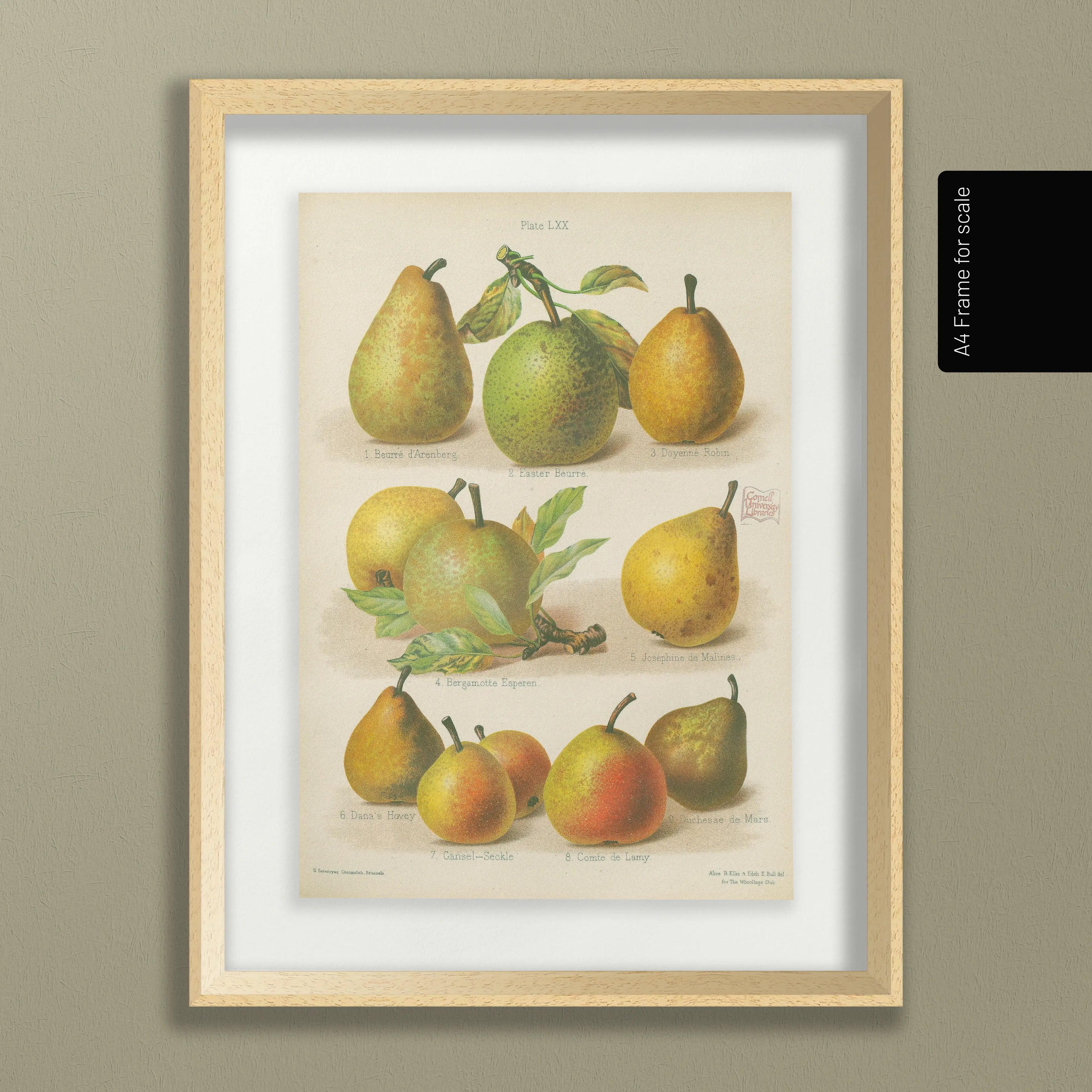 Fruits & Vegetables: Plate No. 14