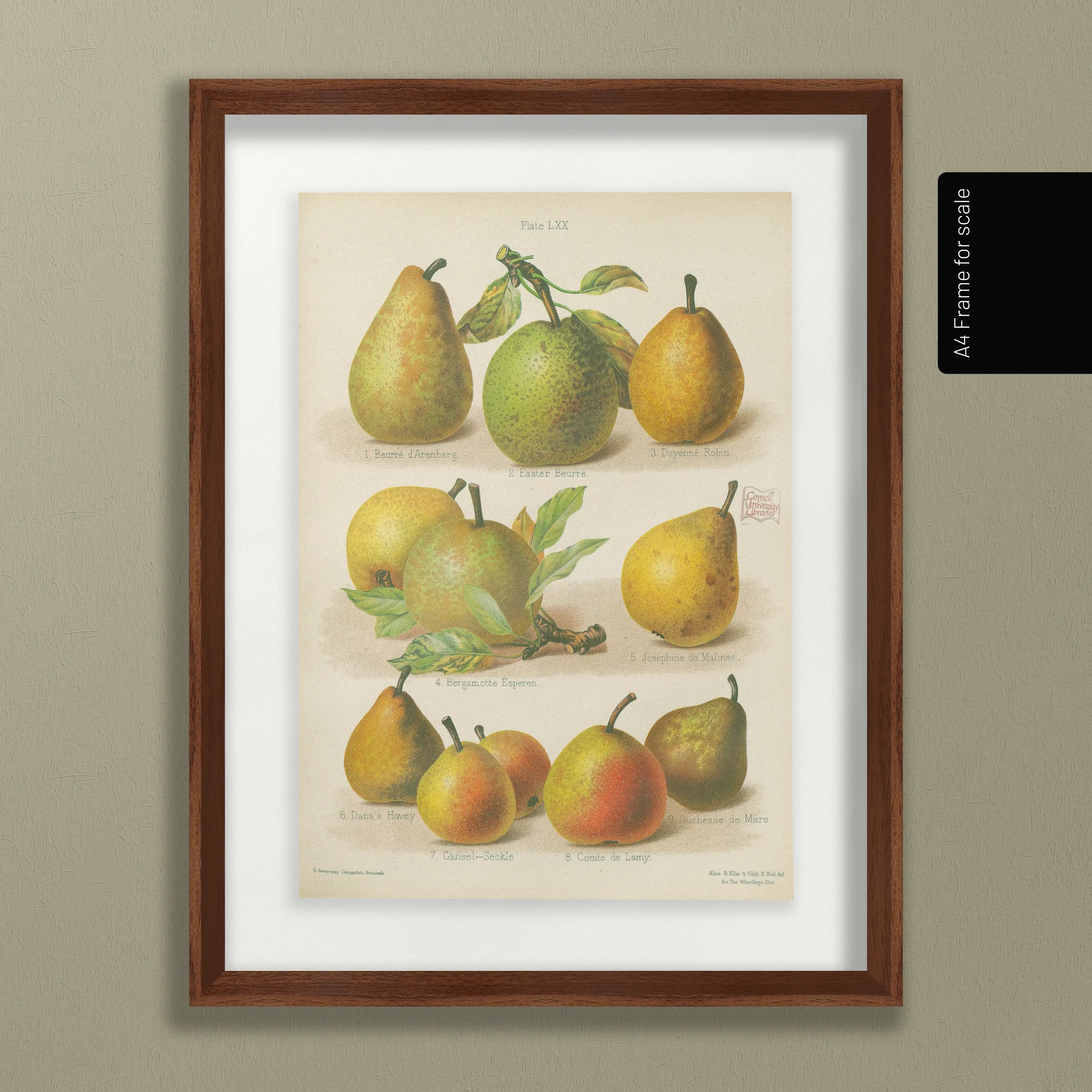 Fruits & Vegetables: Plate No. 14