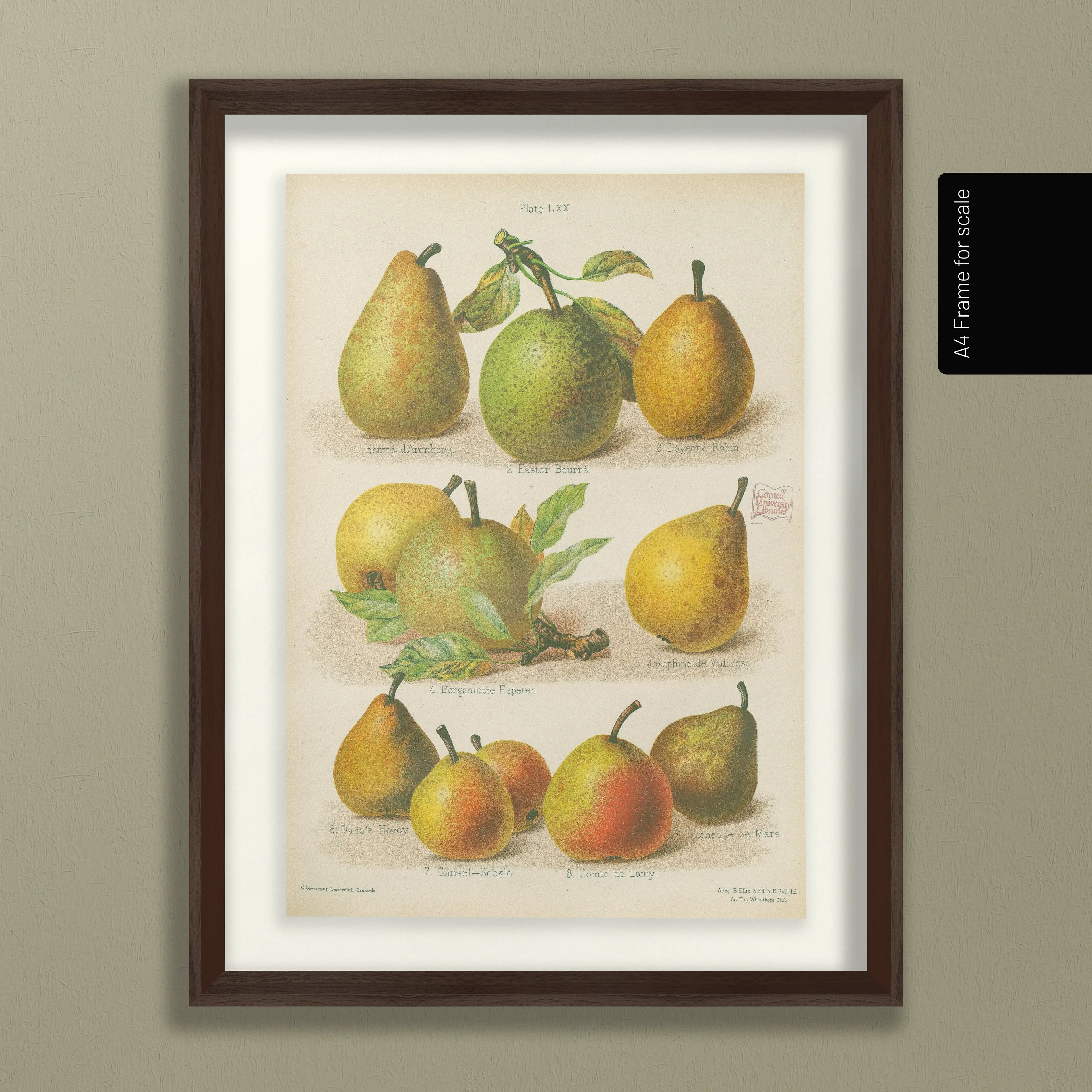 Fruits & Vegetables: Plate No. 14