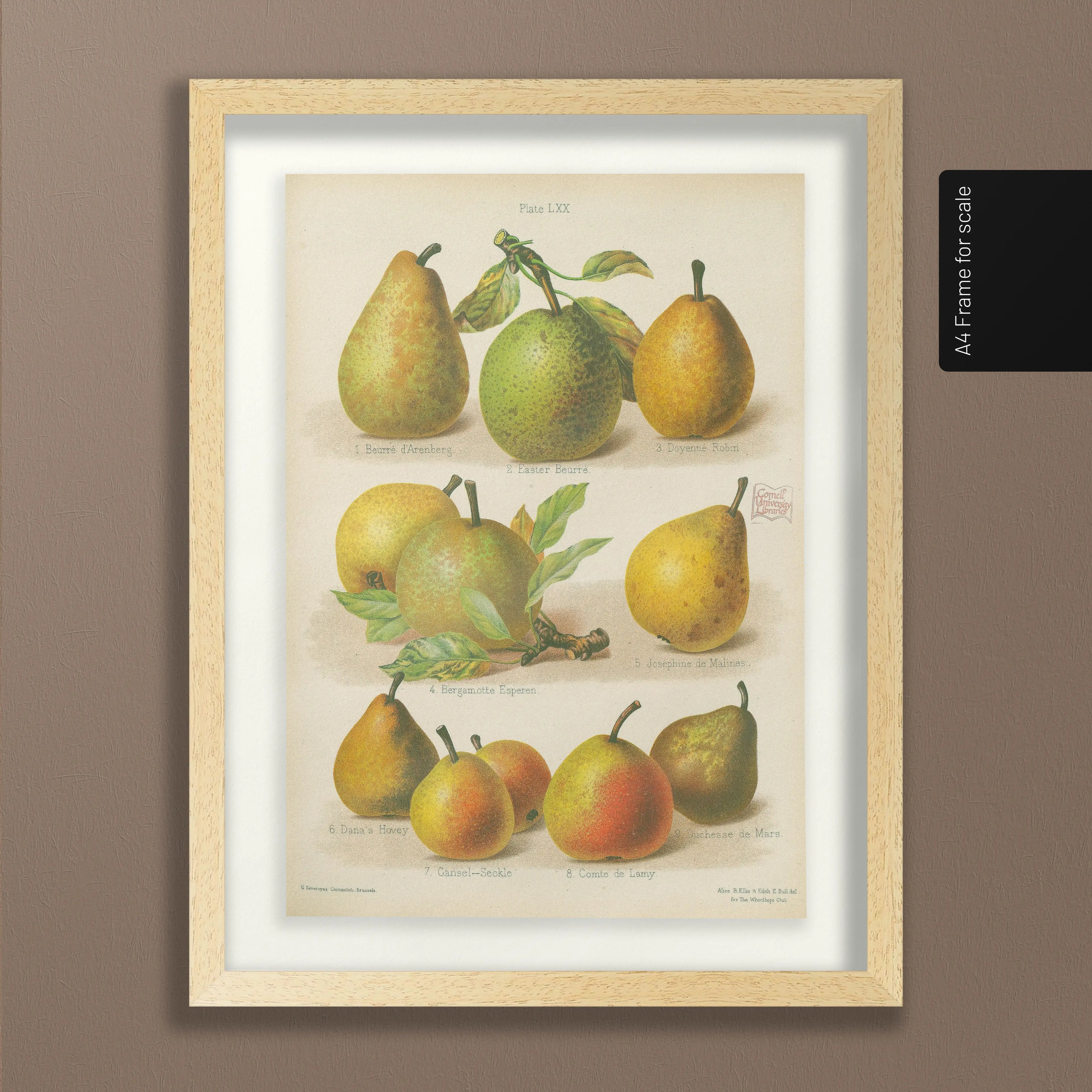 Fruits & Vegetables: Plate No. 14