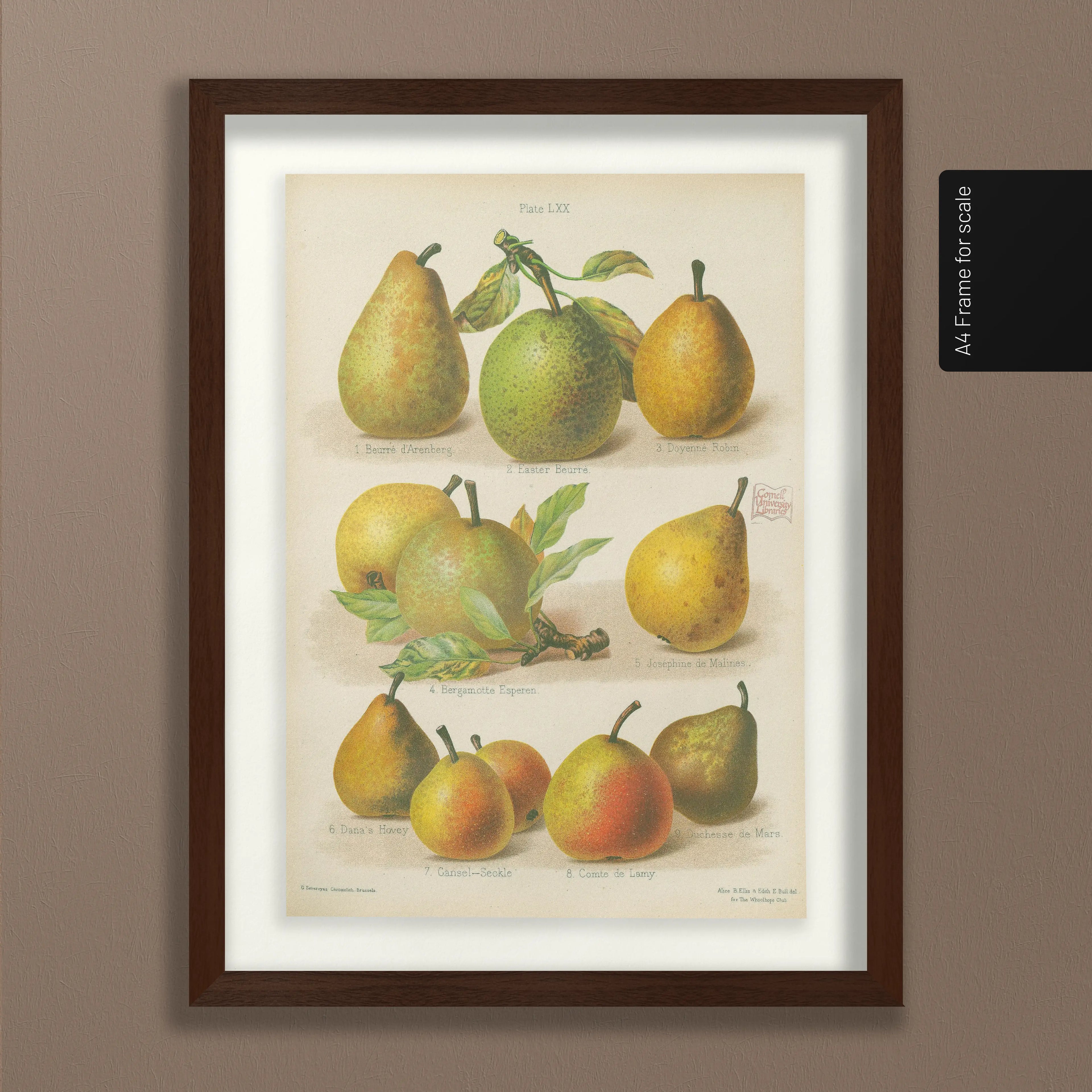 Fruits & Vegetables: Plate No. 14