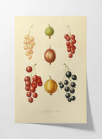 Fruits & Vegetables: Plate No. 17