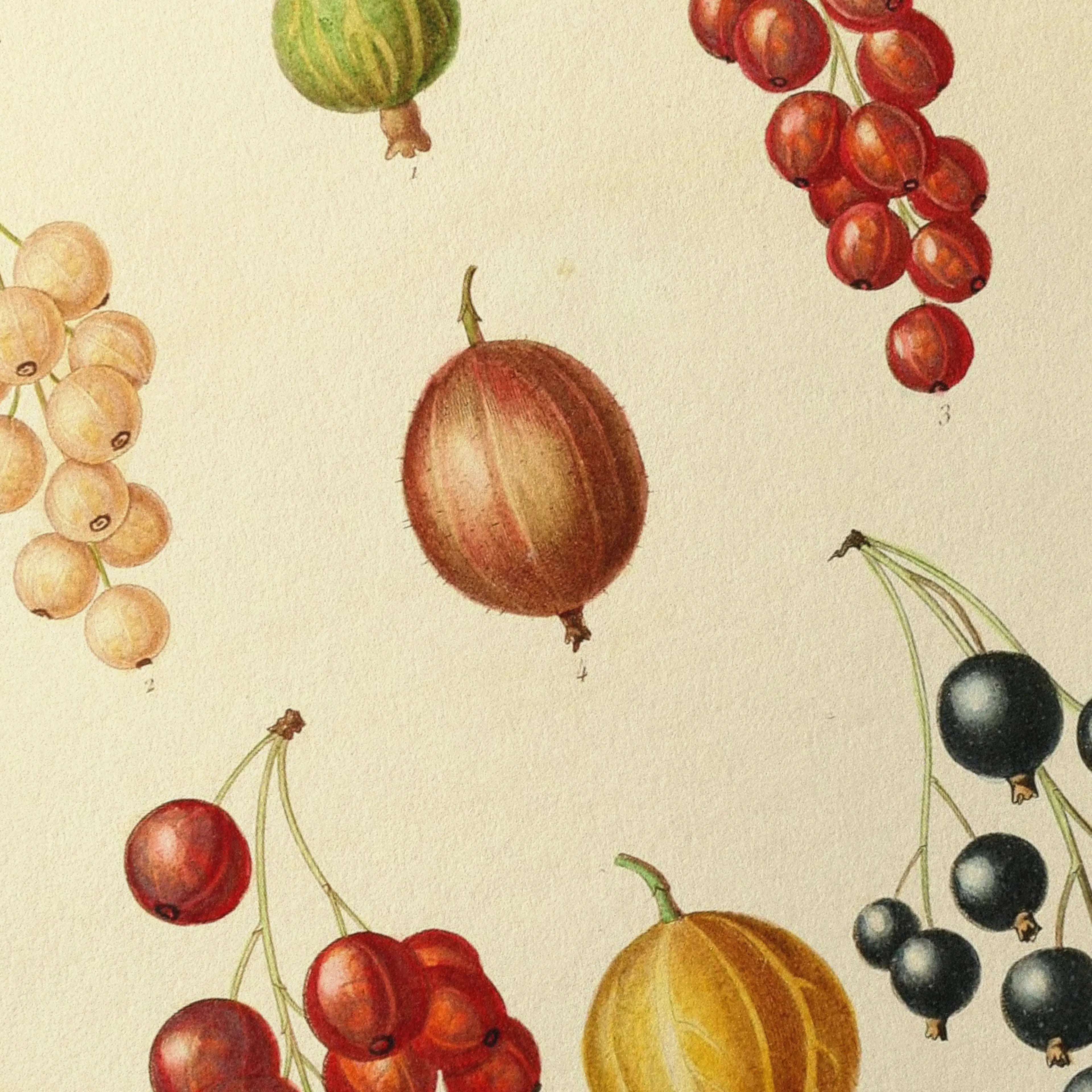 Fruits & Vegetables: Plate No. 17