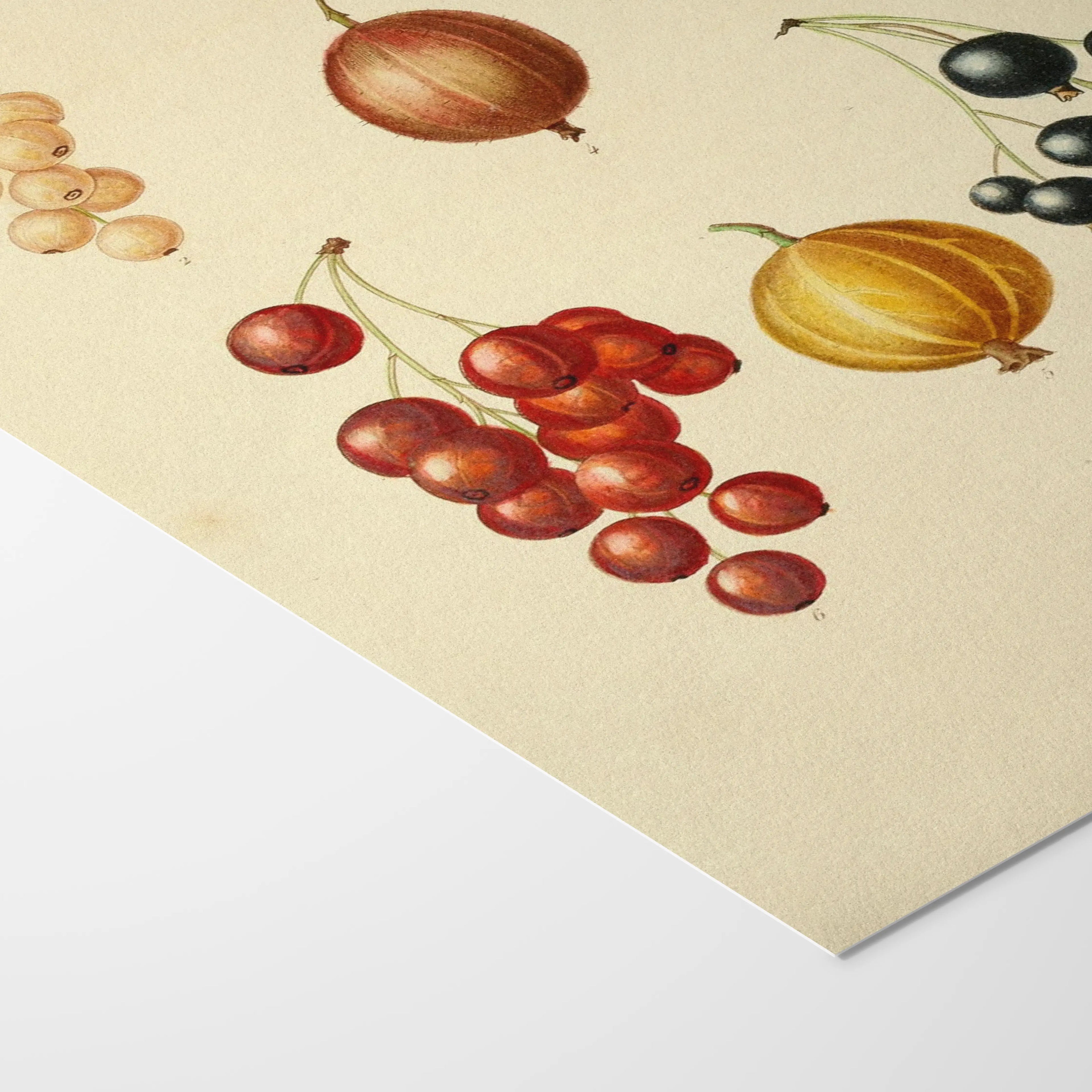 Fruits & Vegetables: Plate No. 17