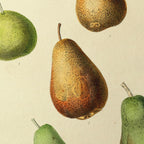 Fruits & Vegetables: Plate No. 18