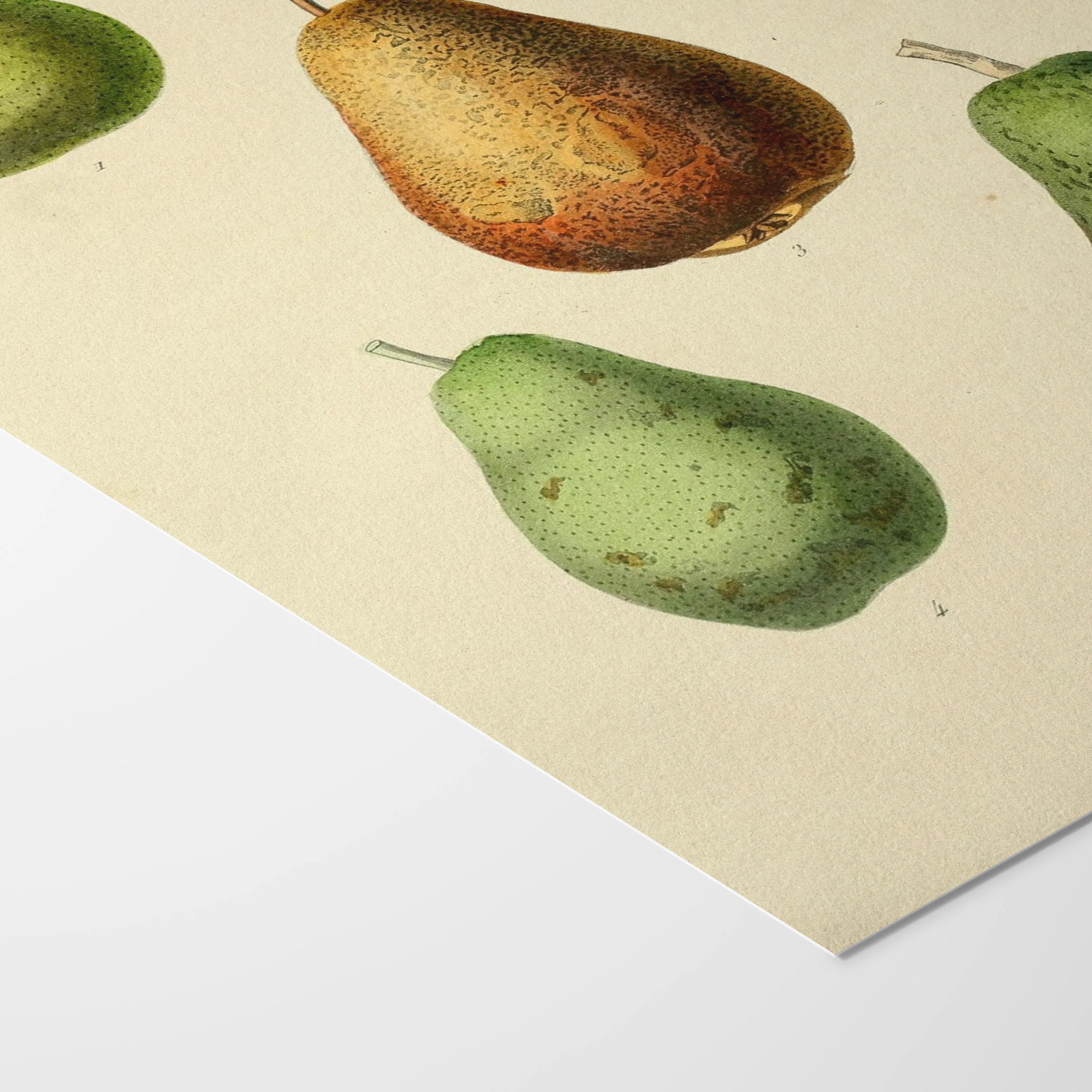 Fruits & Vegetables: Plate No. 21