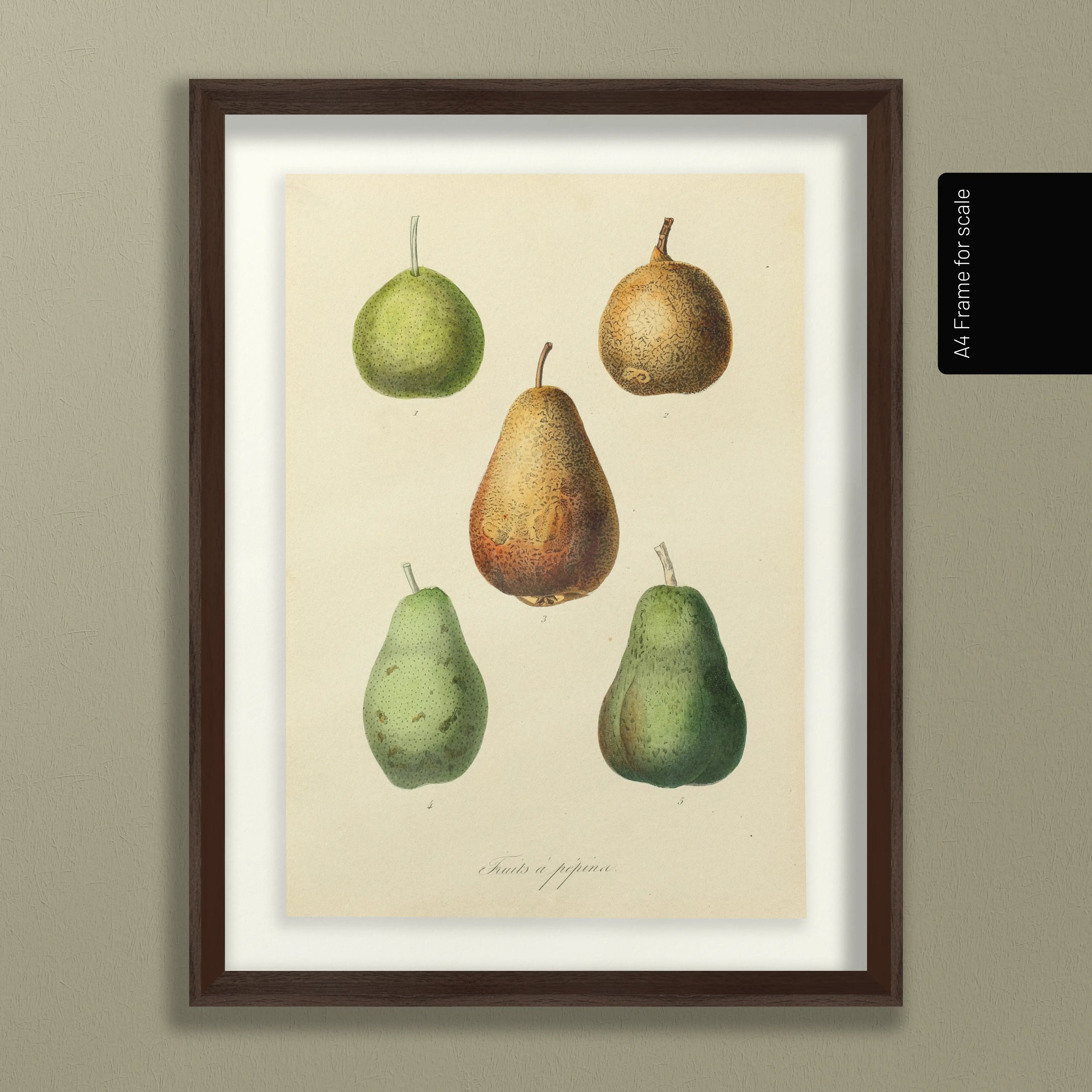 Fruits & Vegetables: Plate No. 21