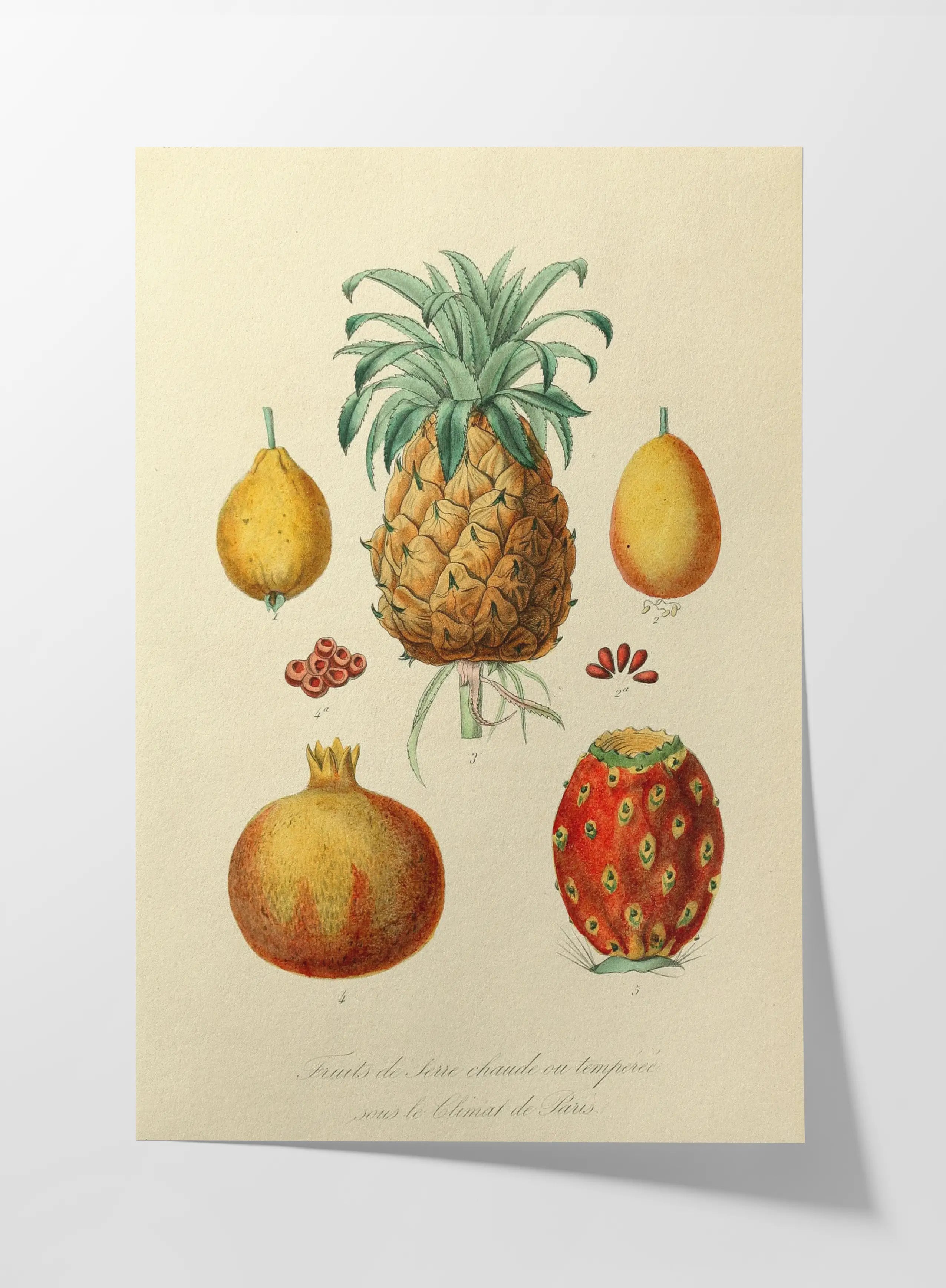 Fruits & Vegetables: Plate No. 19