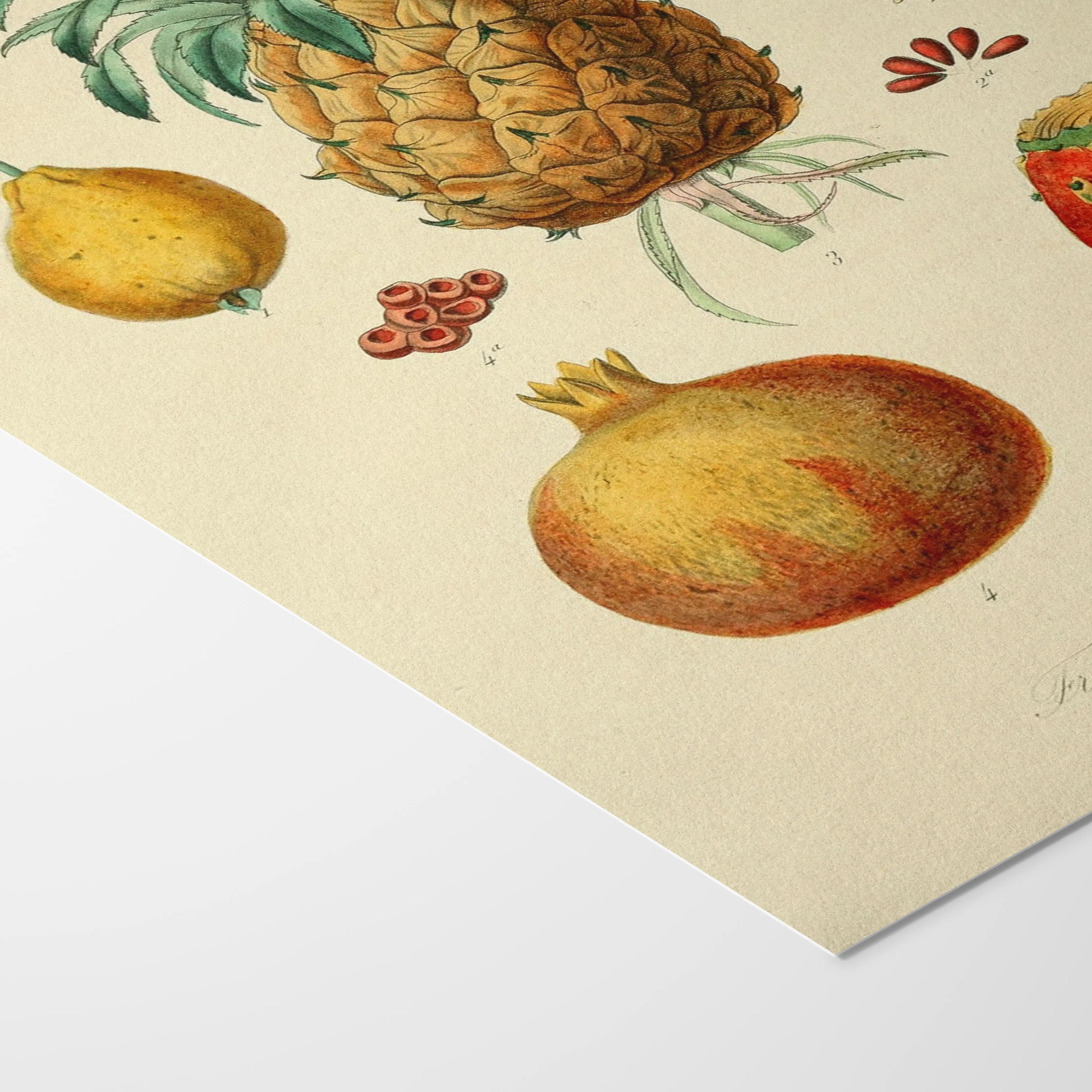 Fruits & Vegetables: Plate No. 19