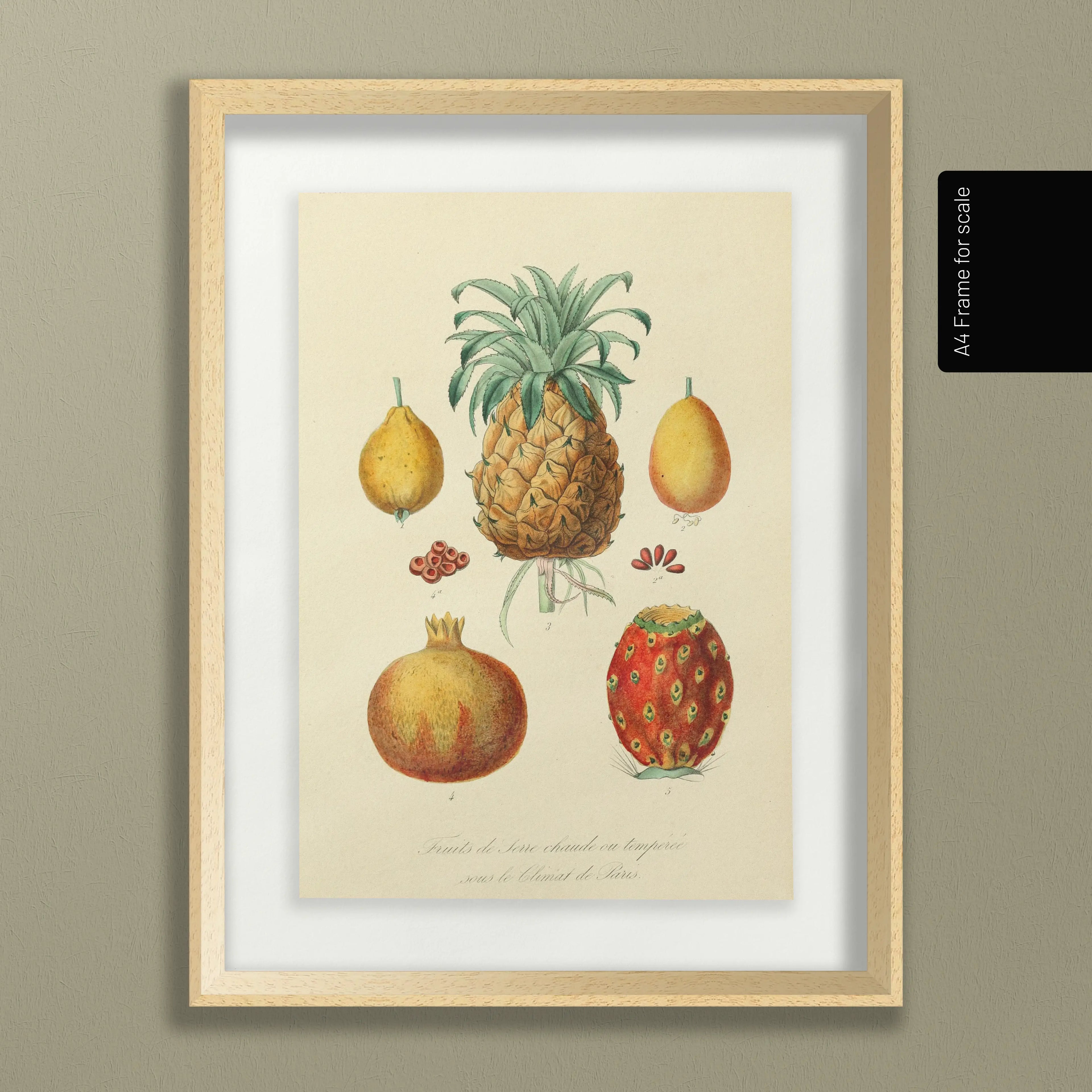 Fruits & Vegetables: Plate No. 19