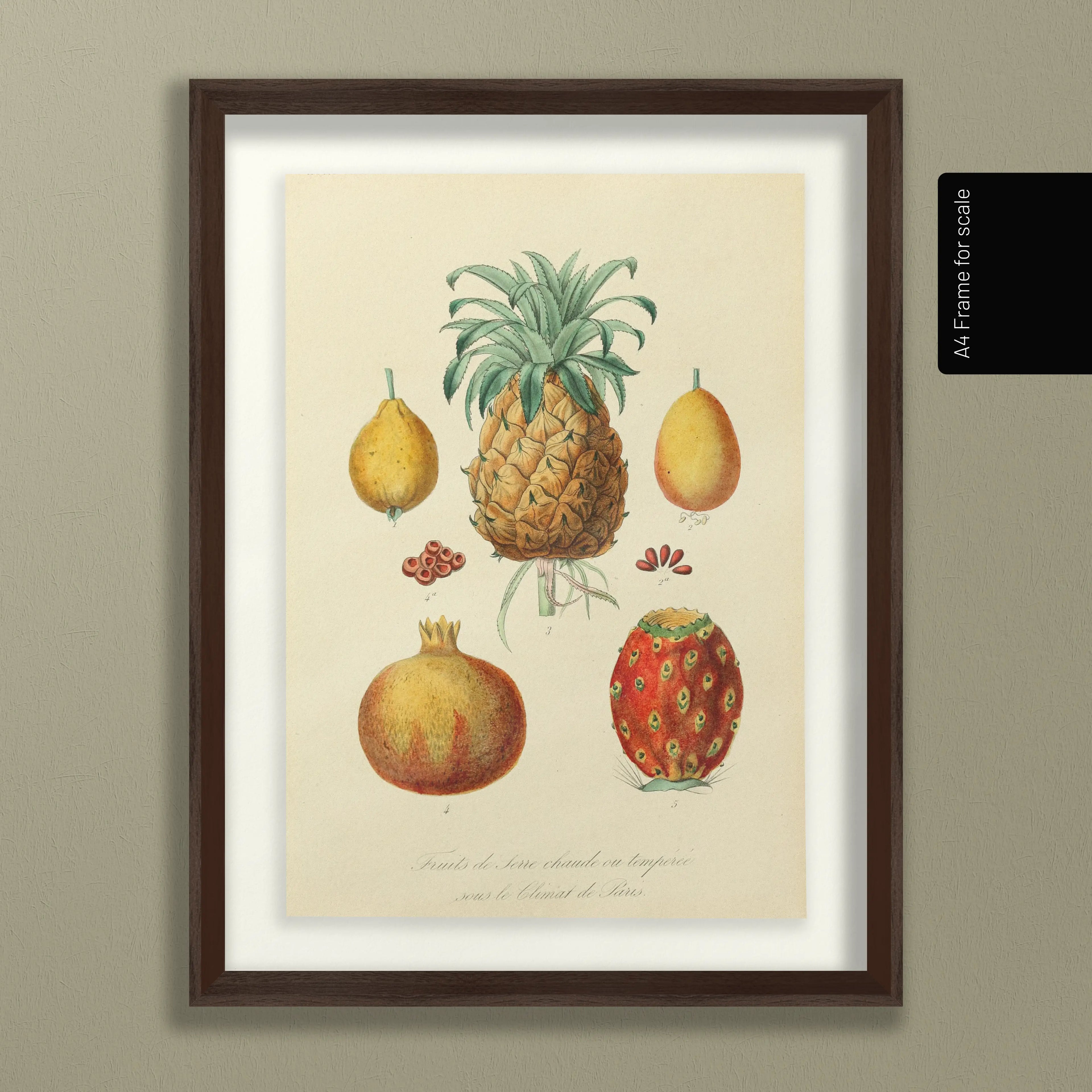 Fruits & Vegetables: Plate No. 19