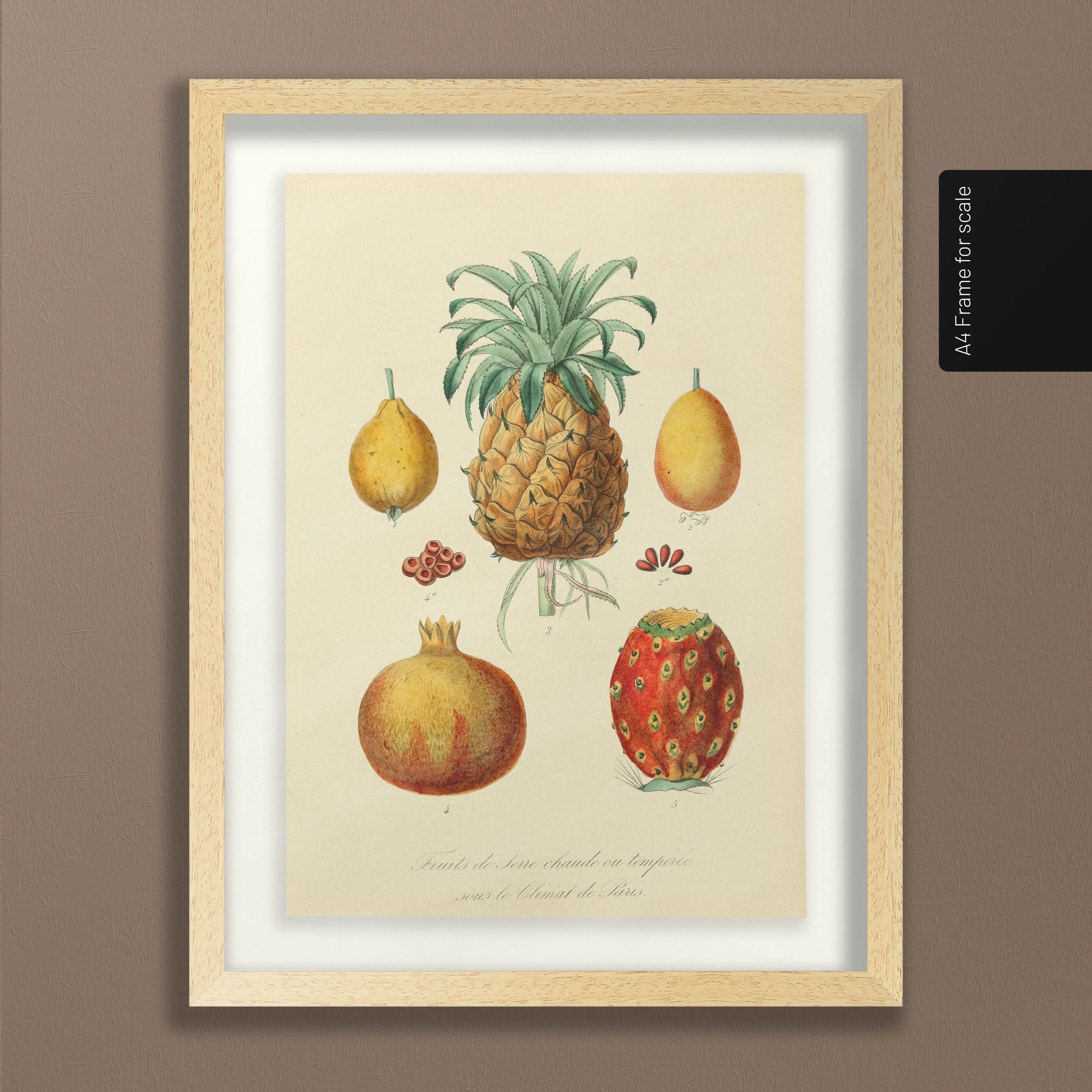 Fruits & Vegetables: Plate No. 19