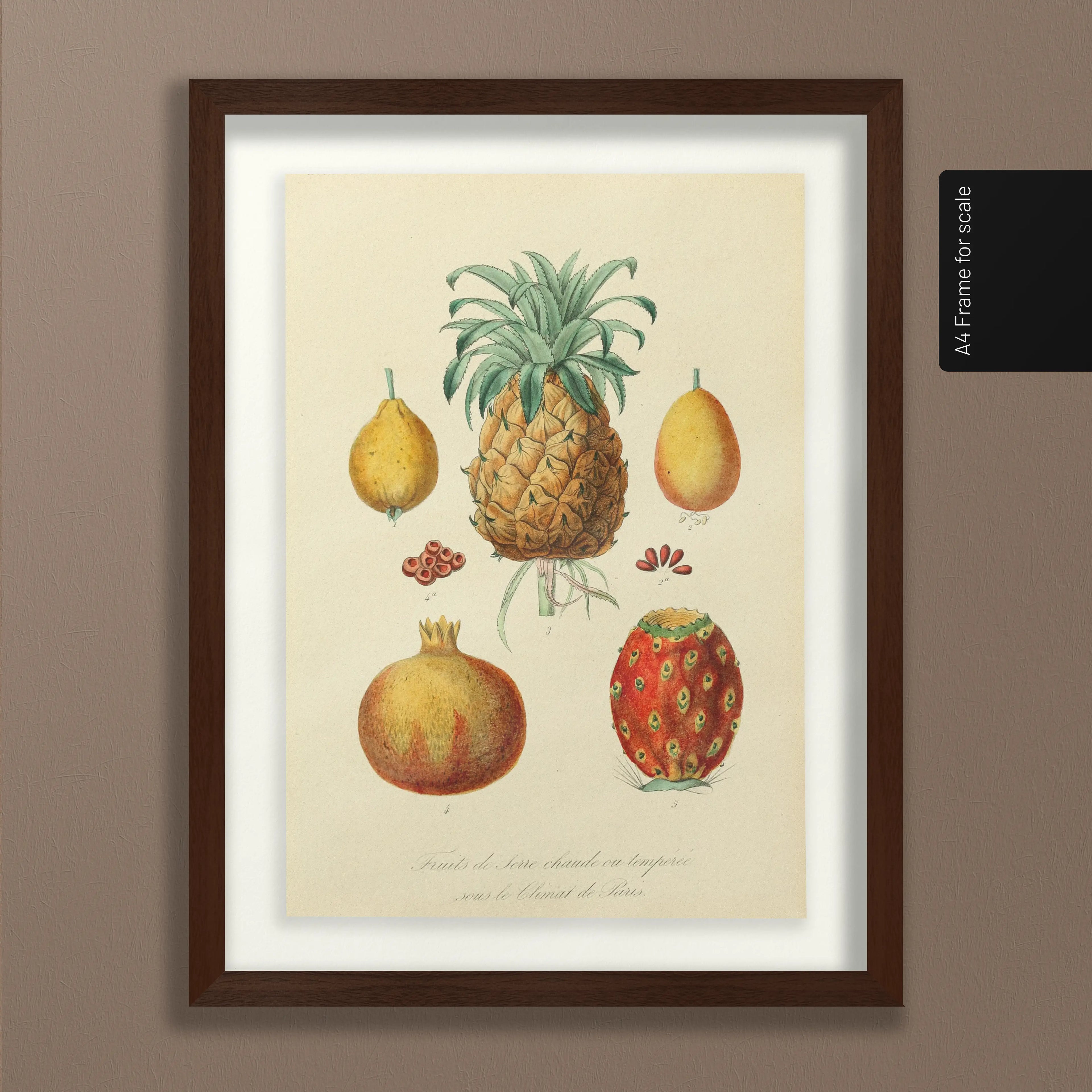 Fruits & Vegetables: Plate No. 19