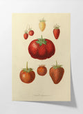 Fruits & Vegetables: Plate No. 22