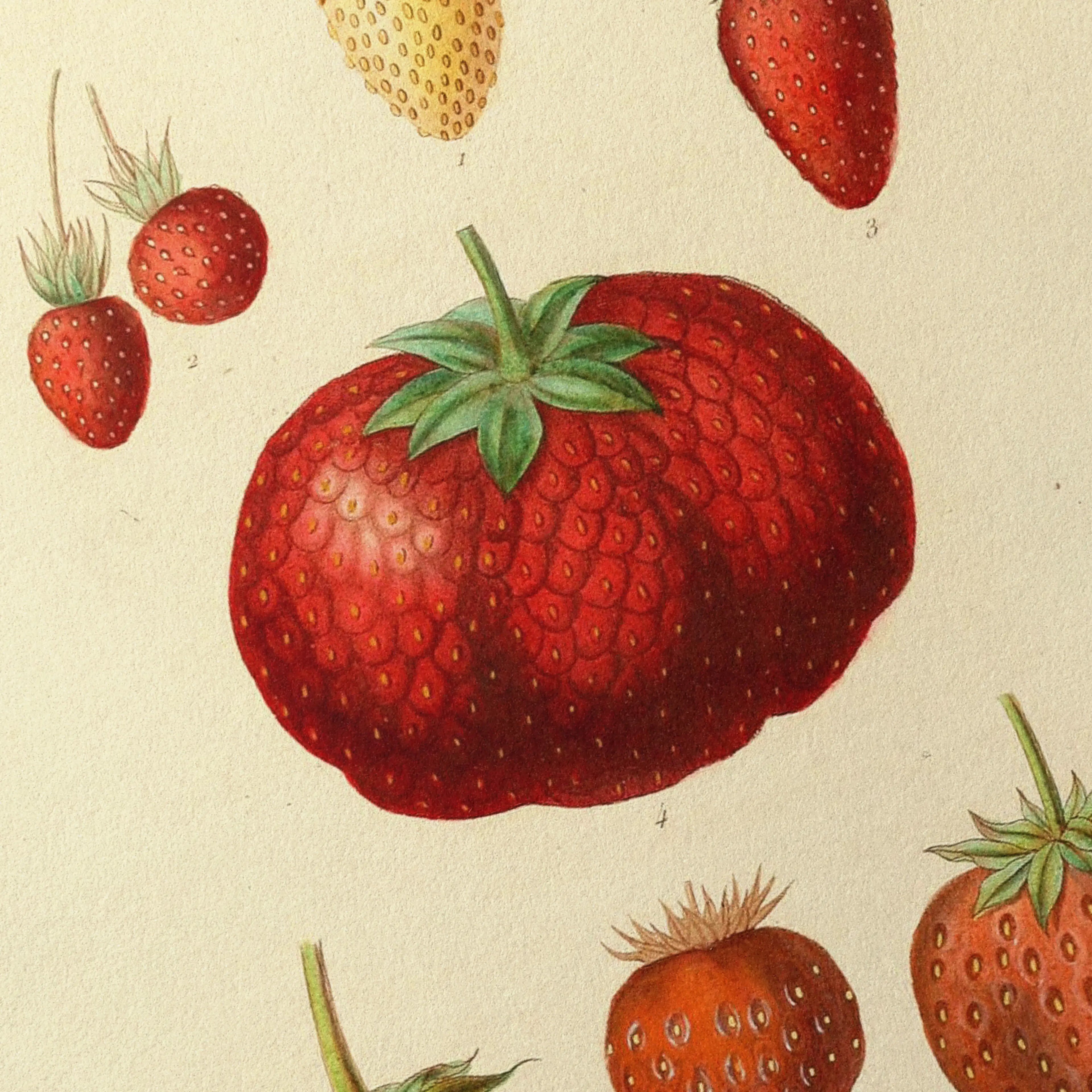 Fruits & Vegetables: Plate No. 22