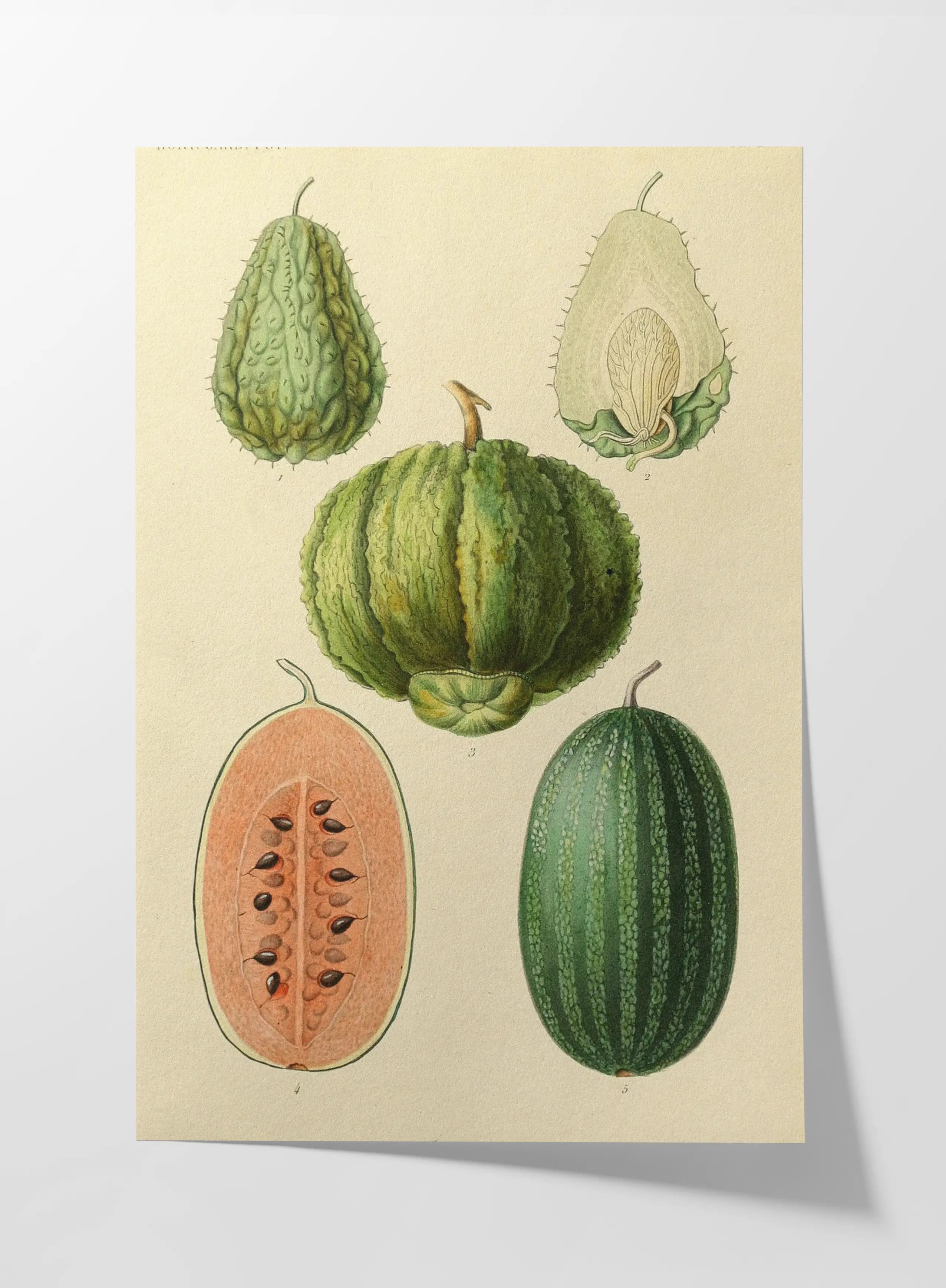 Fruits & Vegetables: Plate No. 23