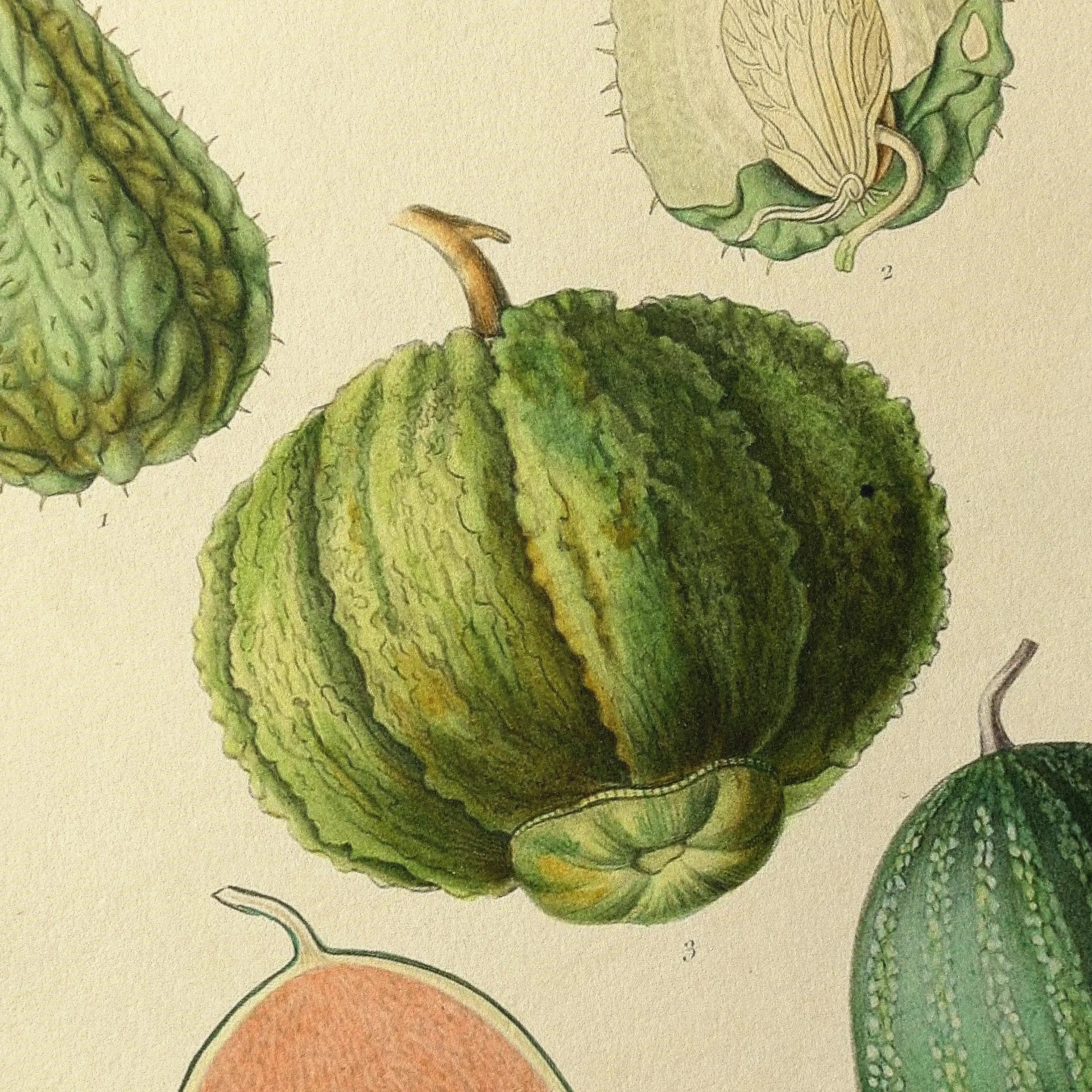 Fruits & Vegetables: Plate No. 23