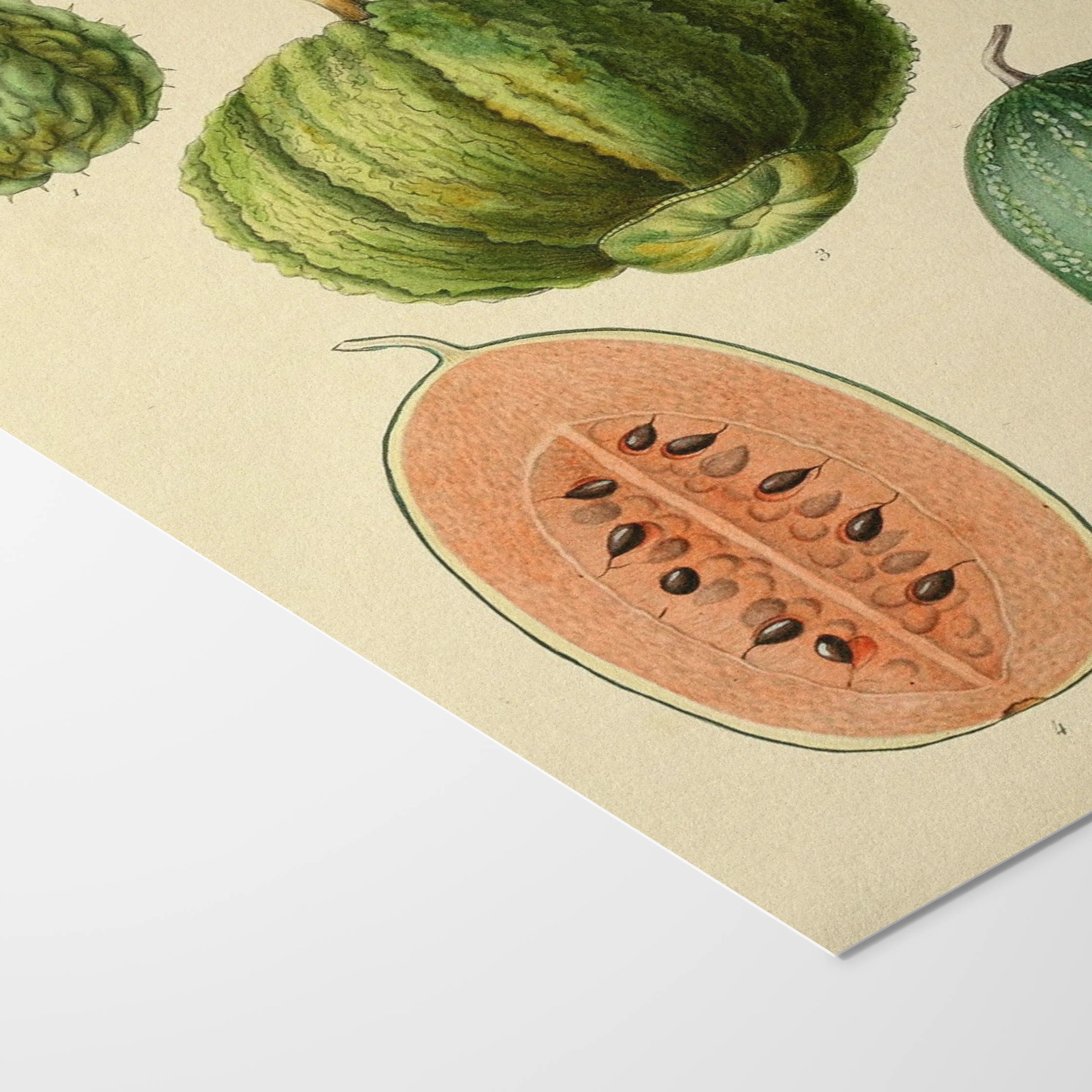 Fruits & Vegetables: Plate No. 23