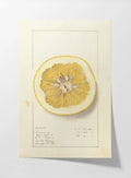 Fruits & Vegetables: Plate No. 24