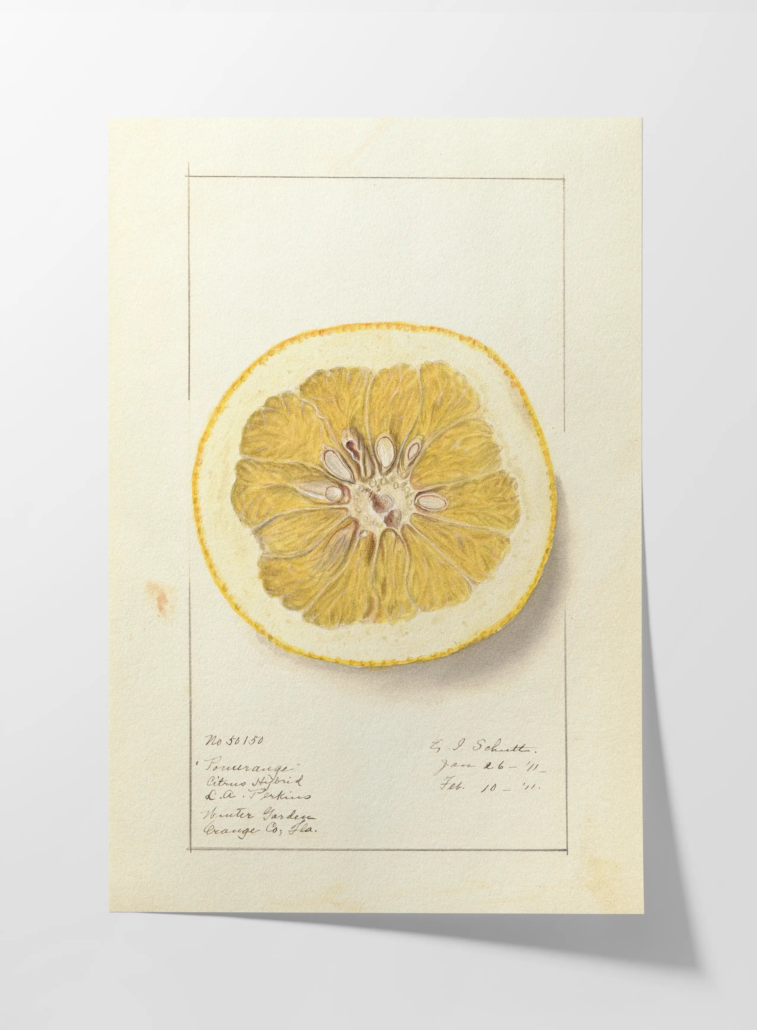 Fruits & Vegetables: Plate No. 24